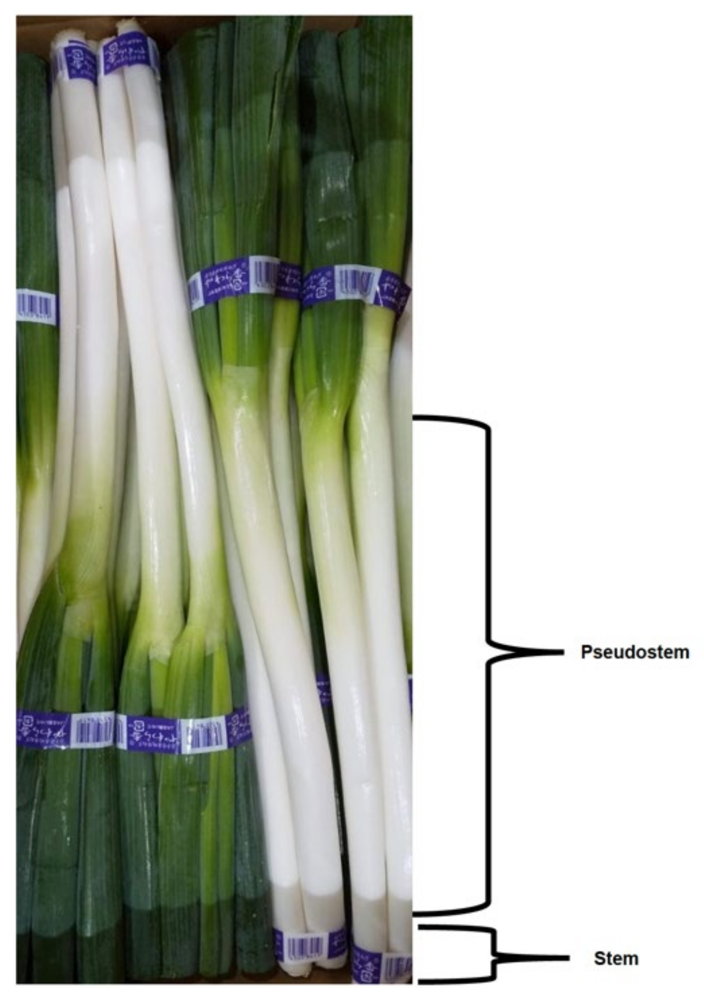 Plants 11 00343 g001