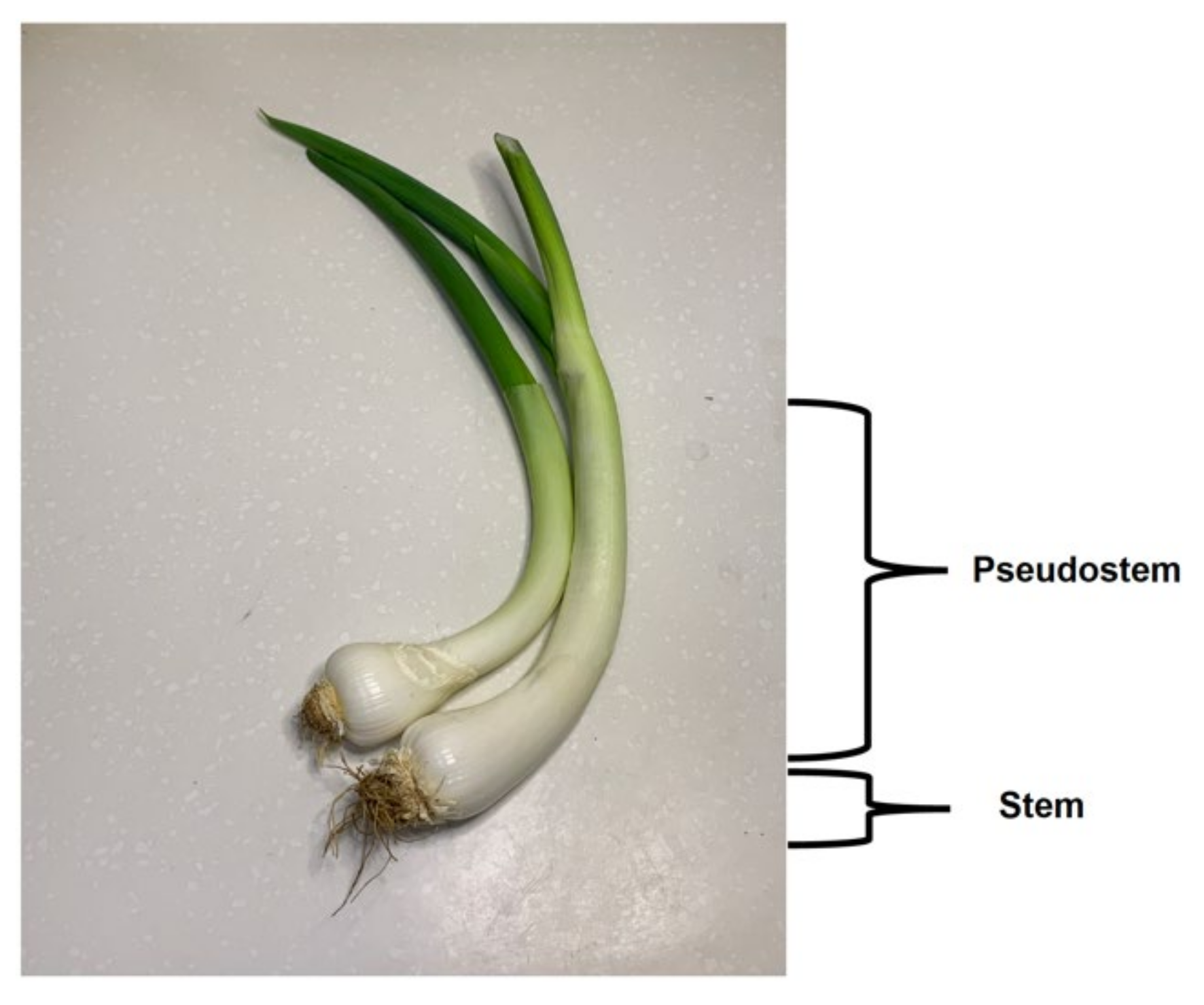 Plants 11 00343 g003