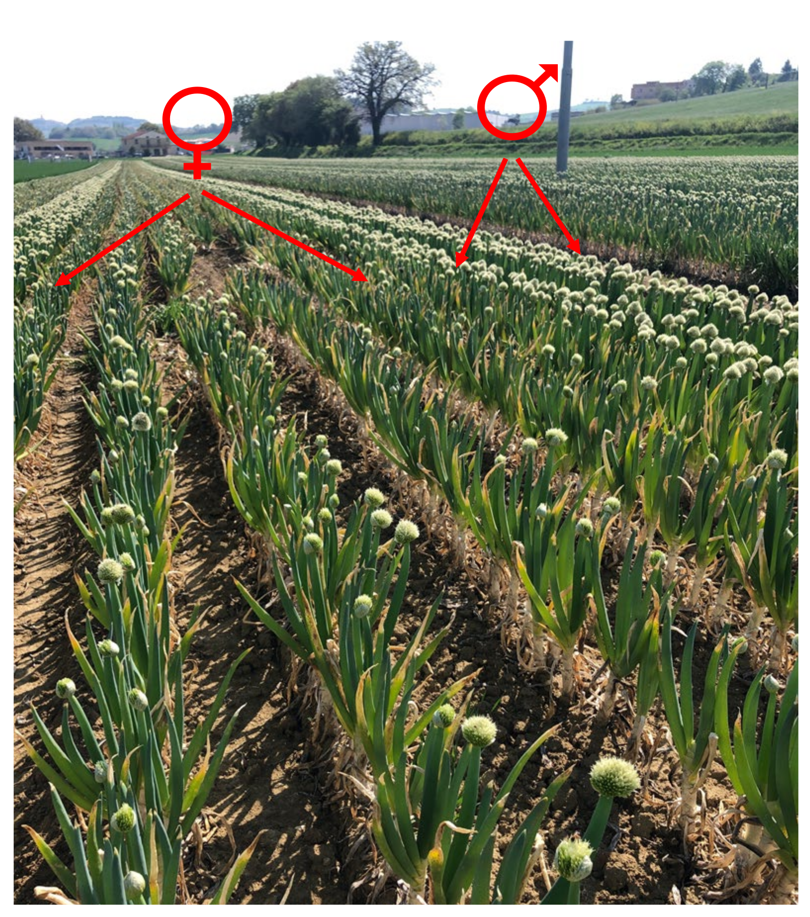 Plants 11 00343 g004