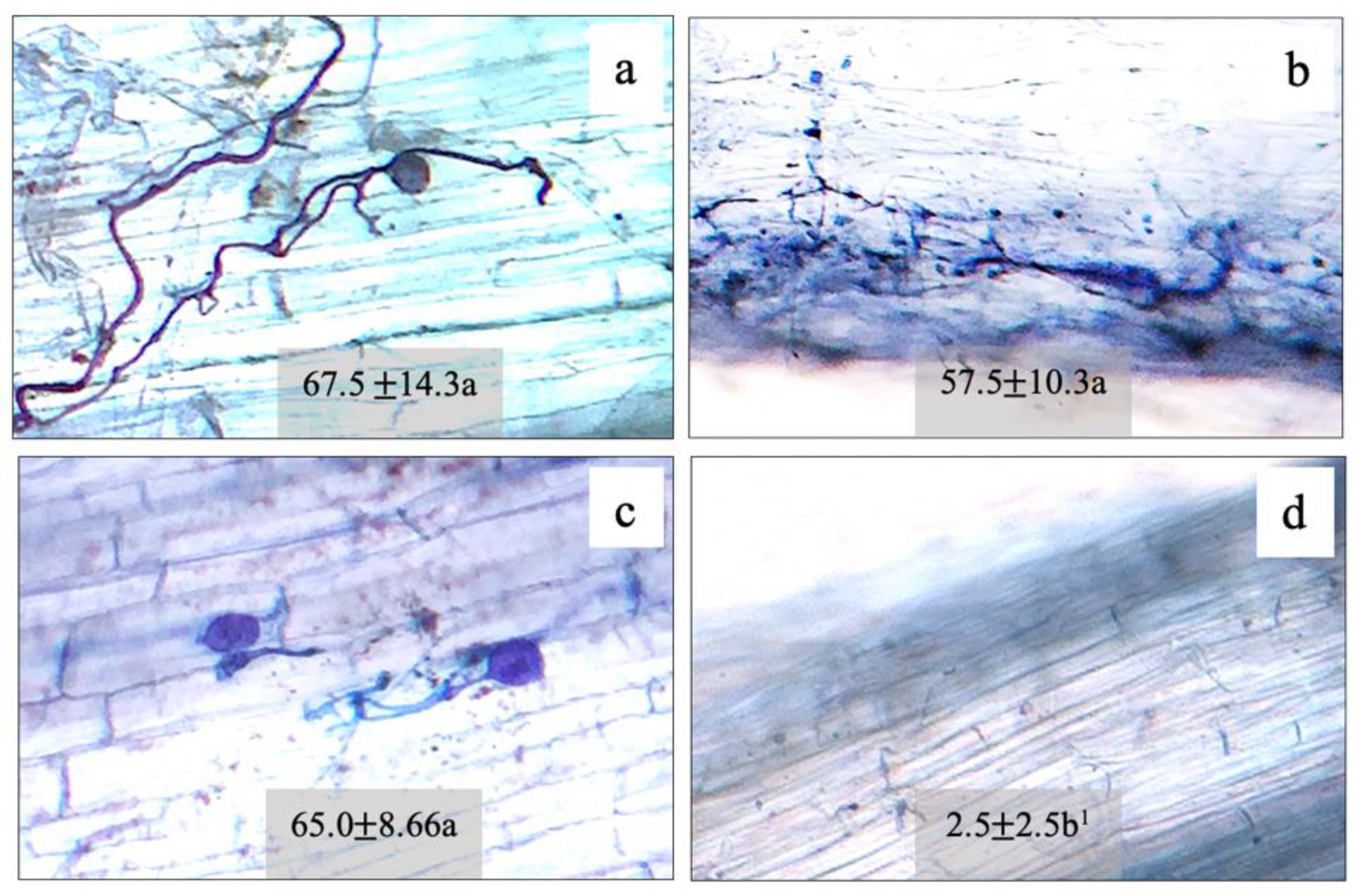 Plants 11 00369 g001