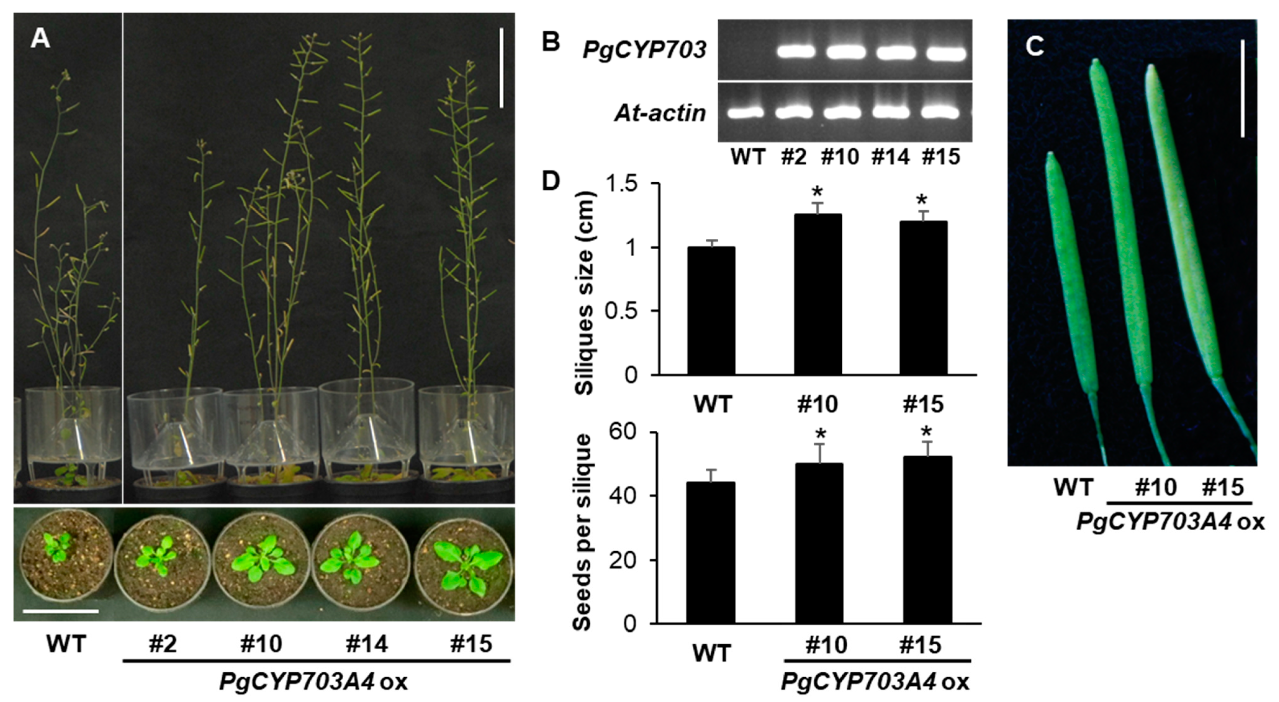 Plants 11 00383 g004