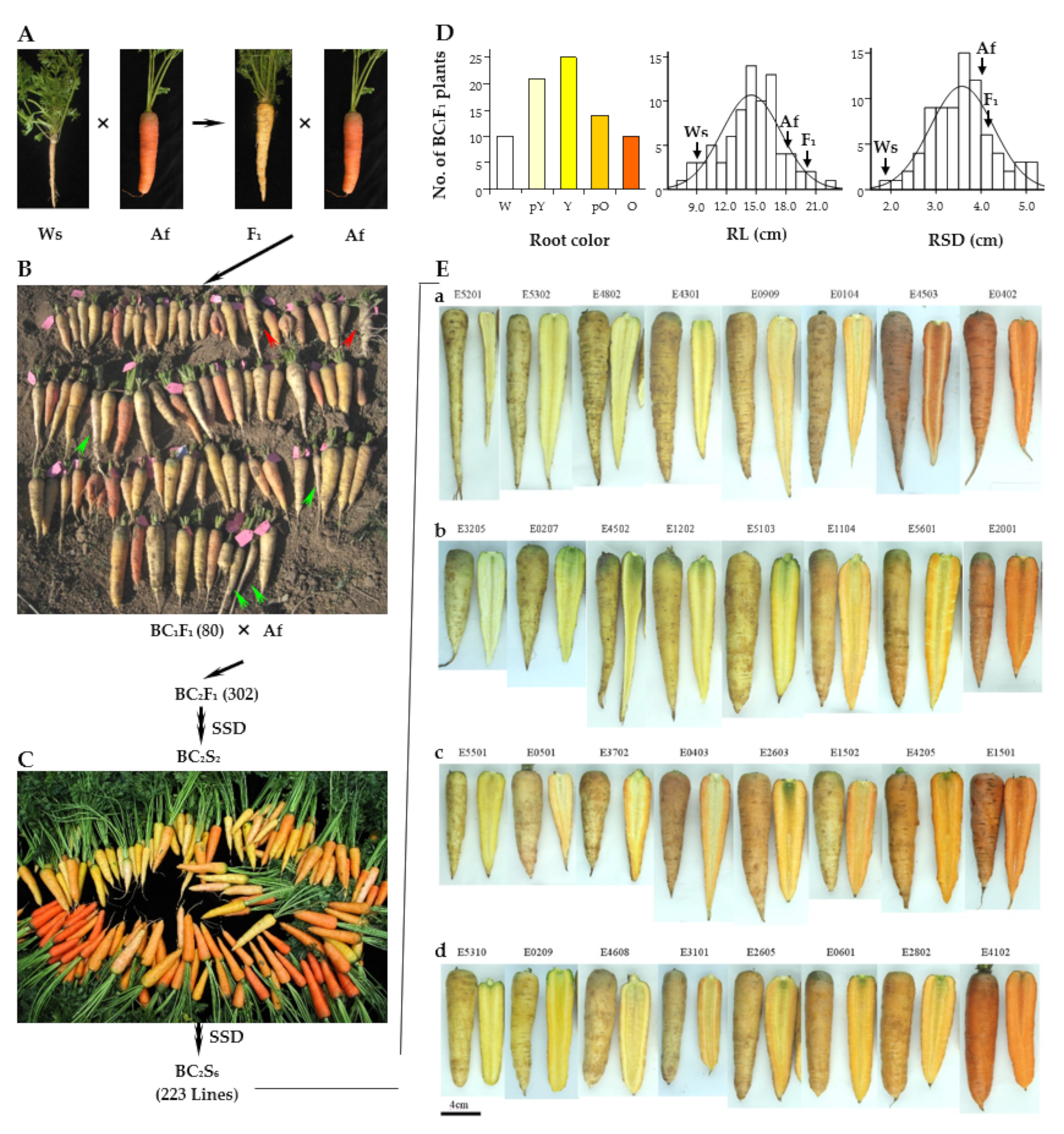 Plants 11 00391 g001