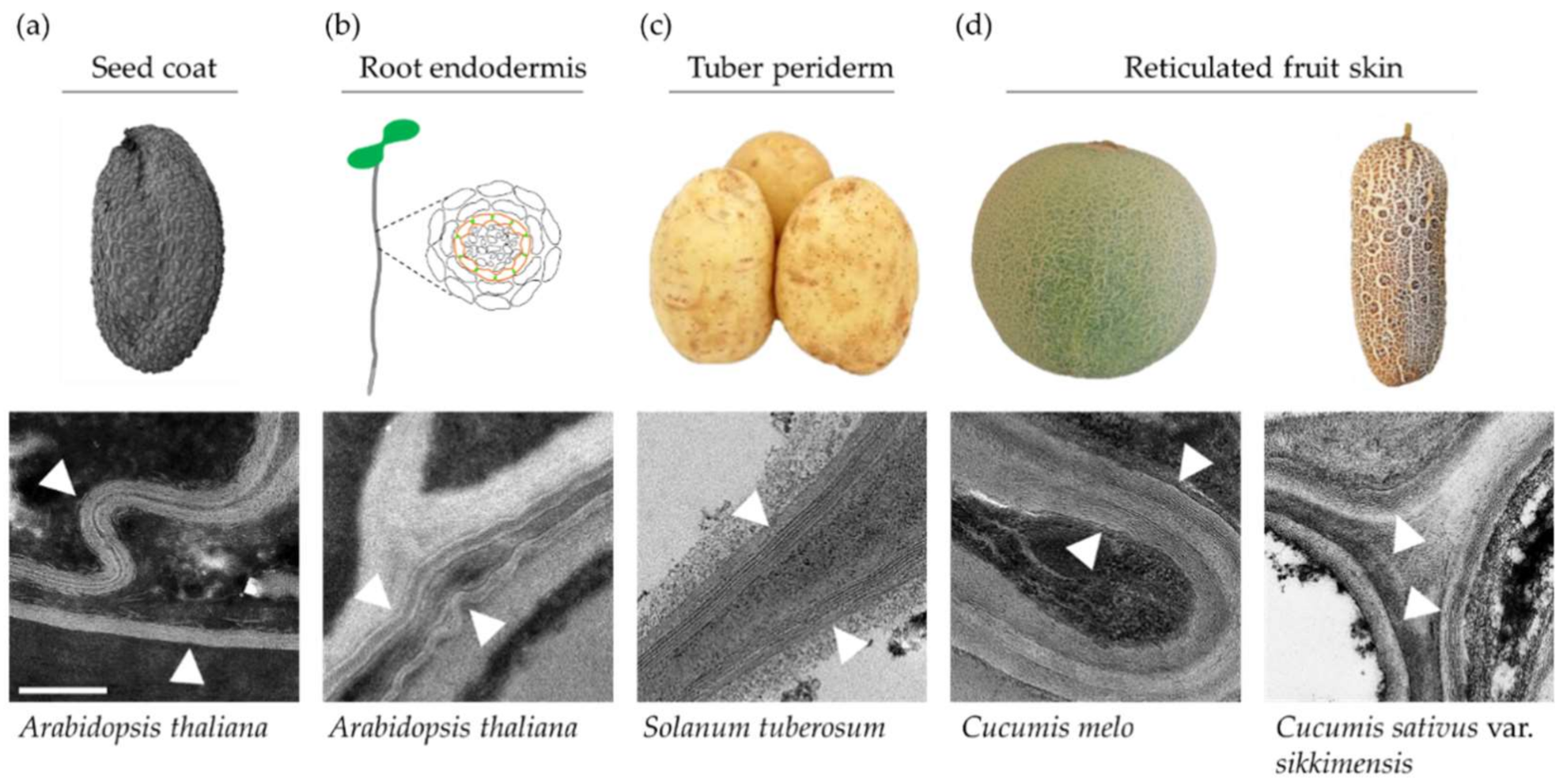 Plants 11 00392 g002