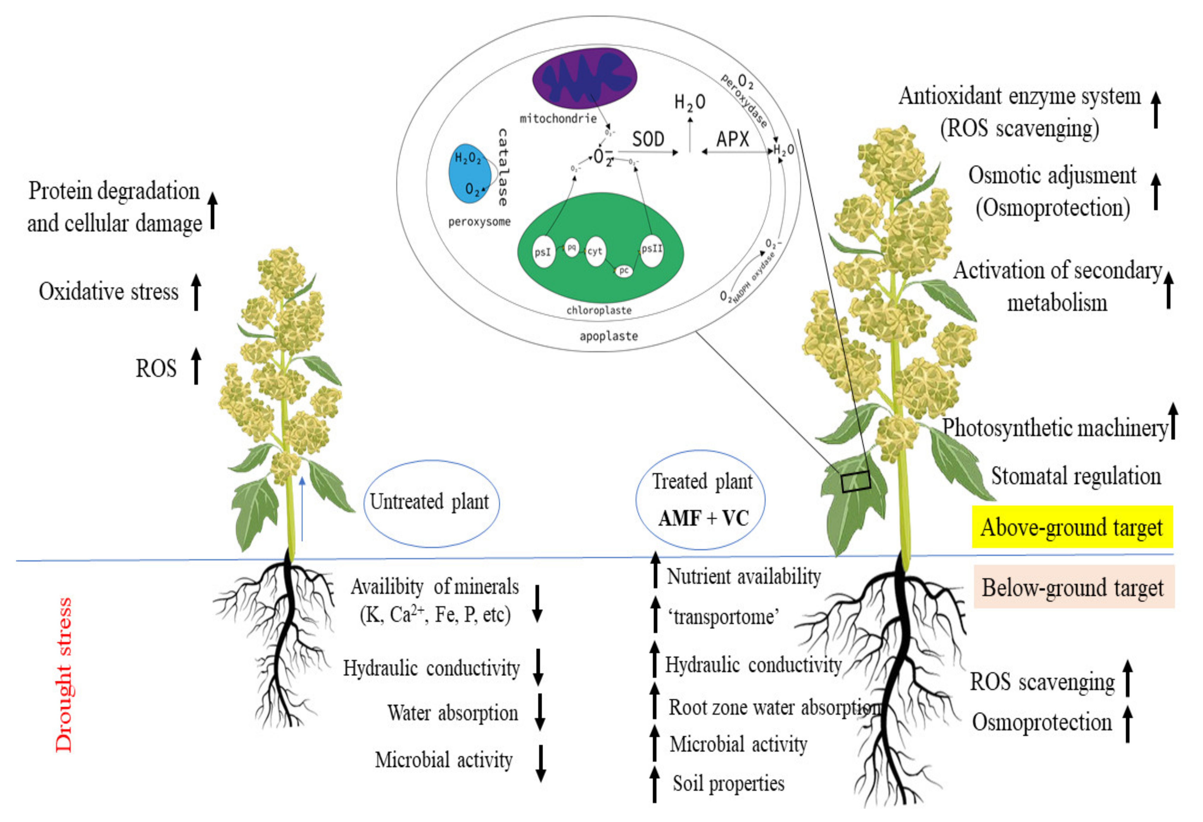Plants 11 00393 g006
