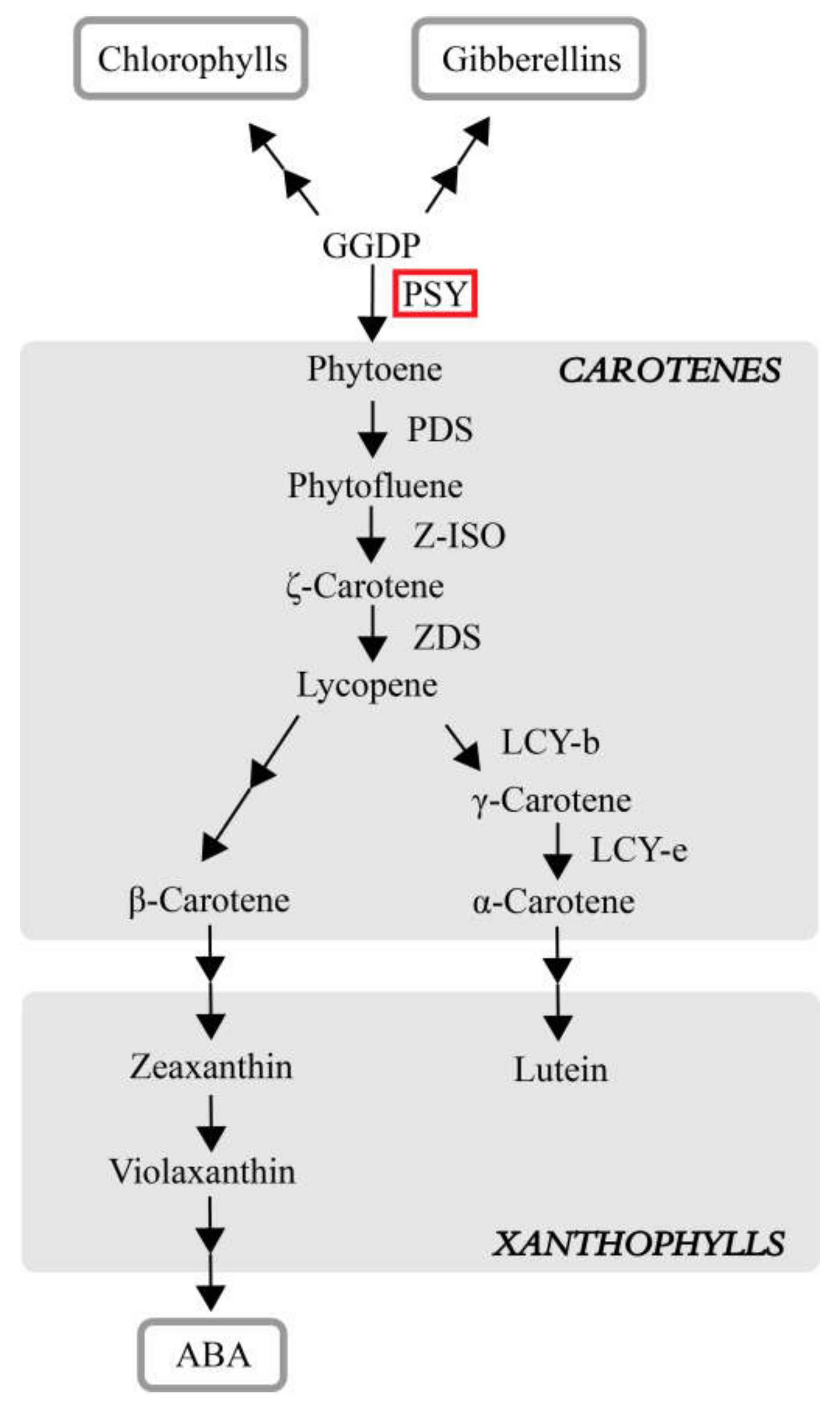 Plants 11 00395 g001