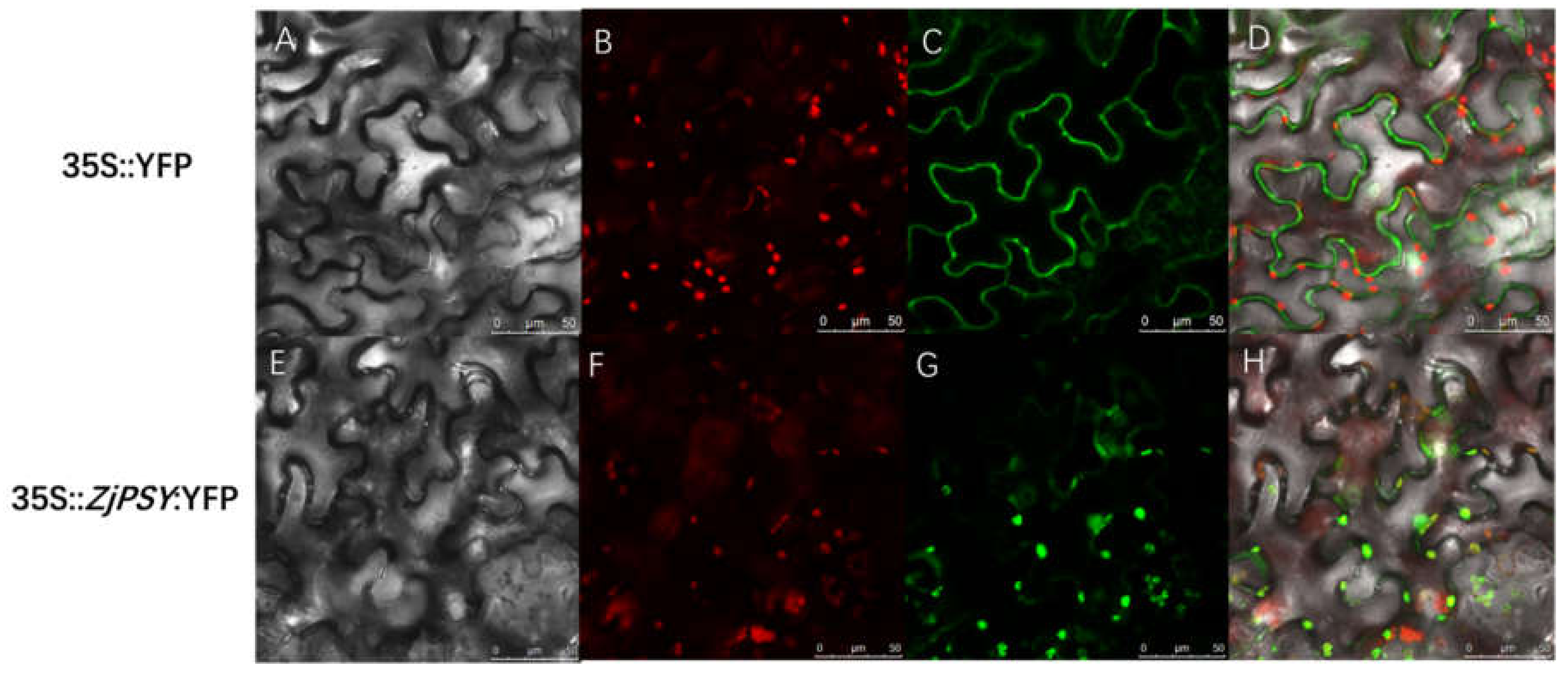 Plants 11 00395 g005