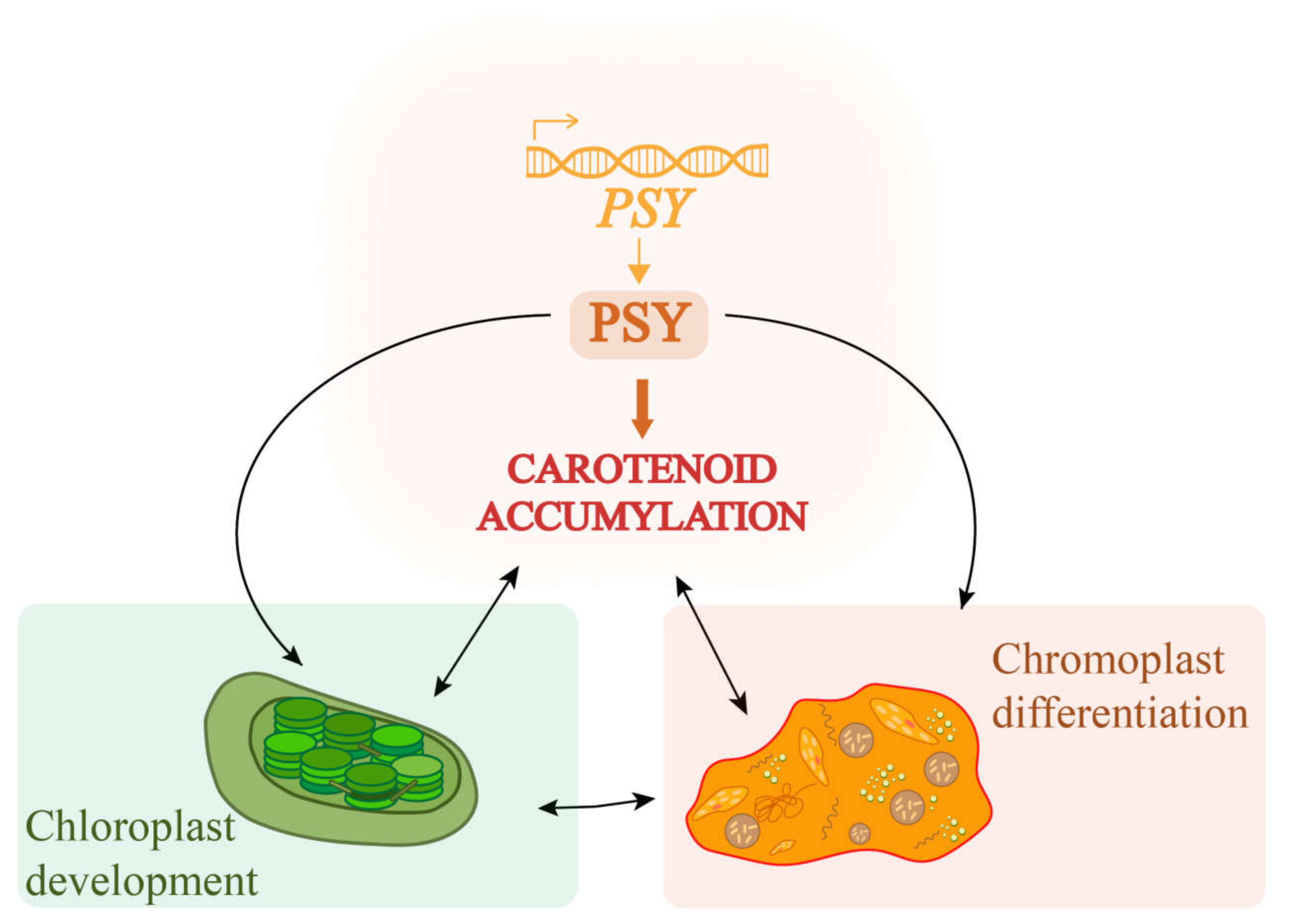 Plants 11 00395 g013