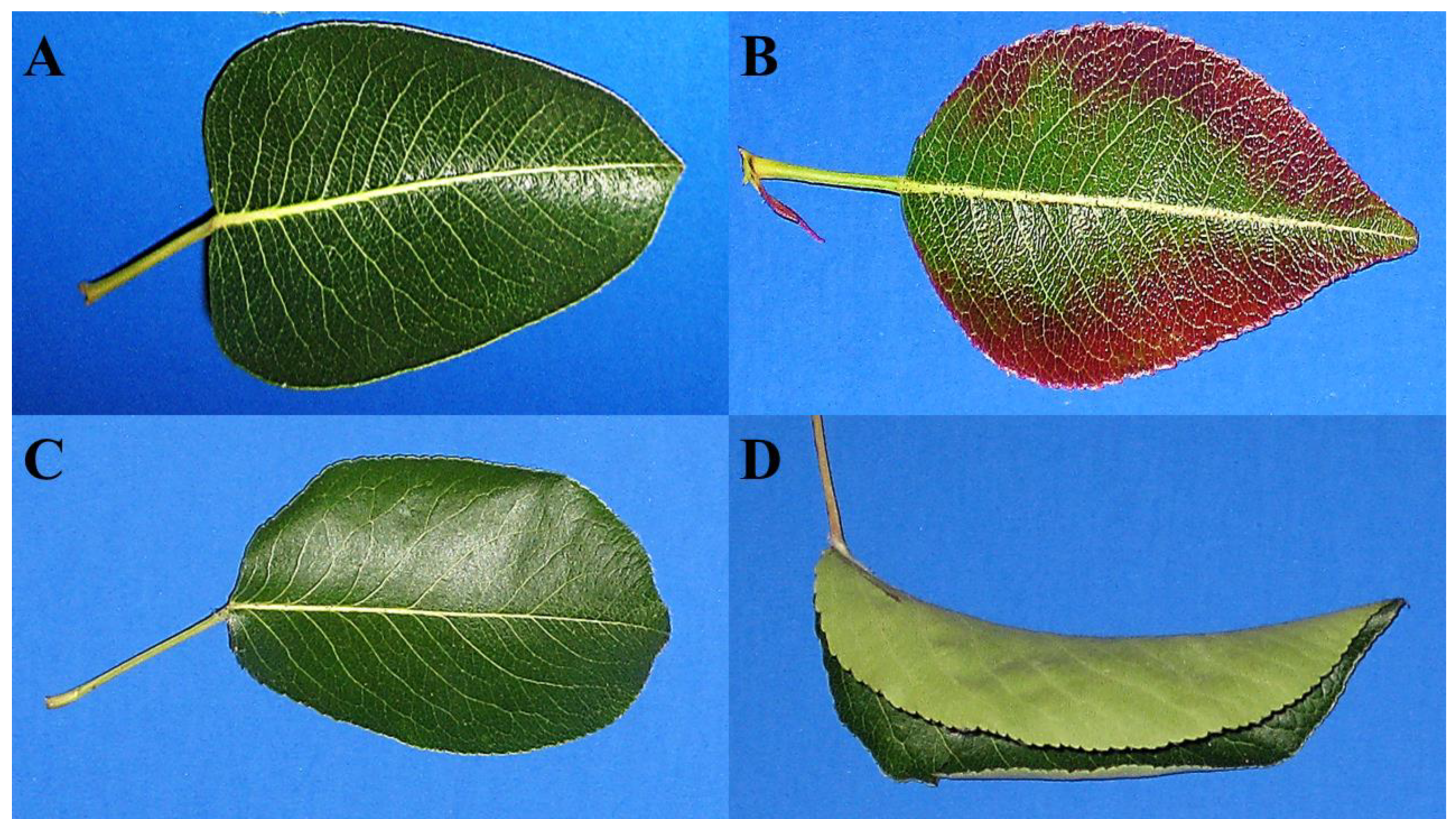 Plants 11 00427 g001 Plants 11 00427 g001