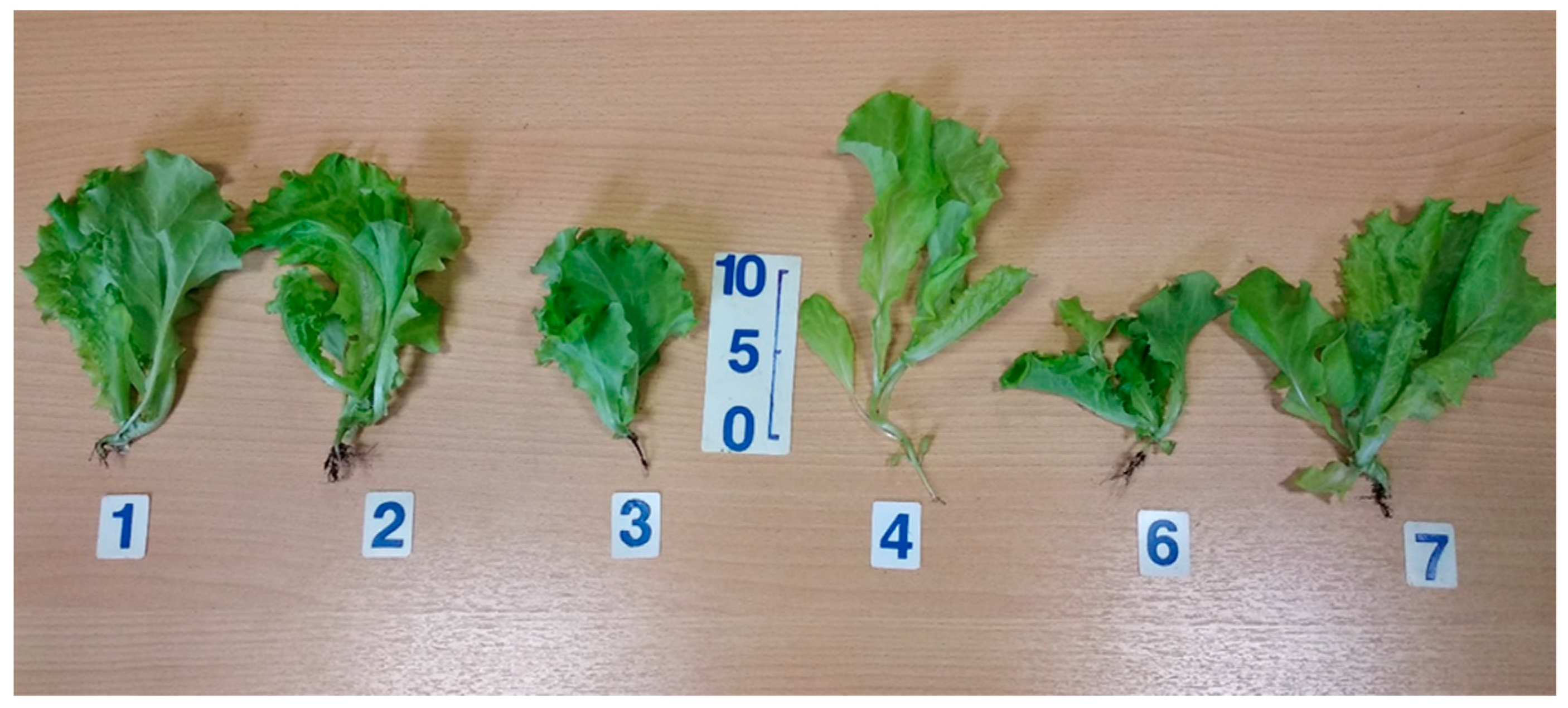 Plants 11 00441 g003