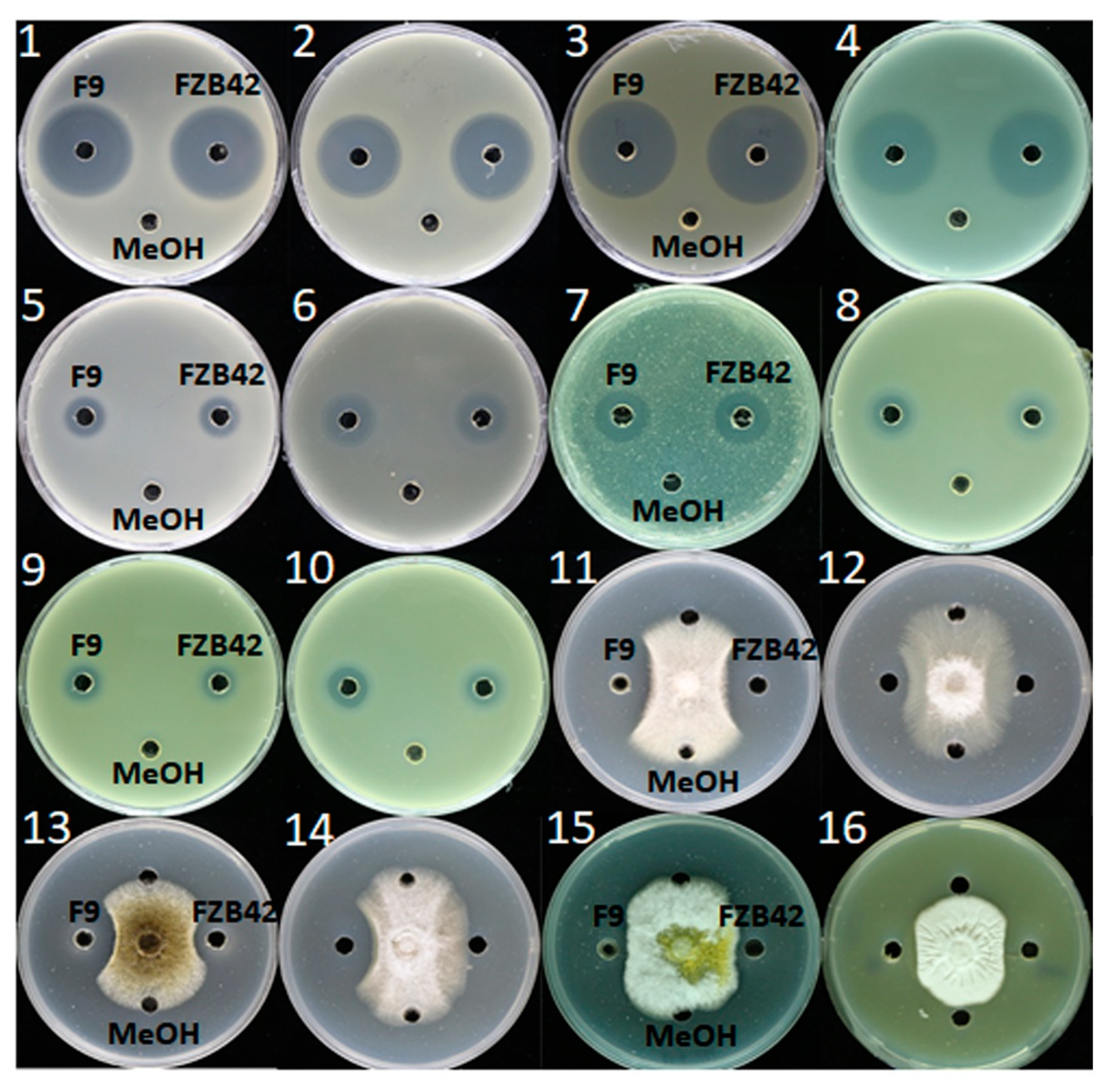 Plants 11 00457 g005