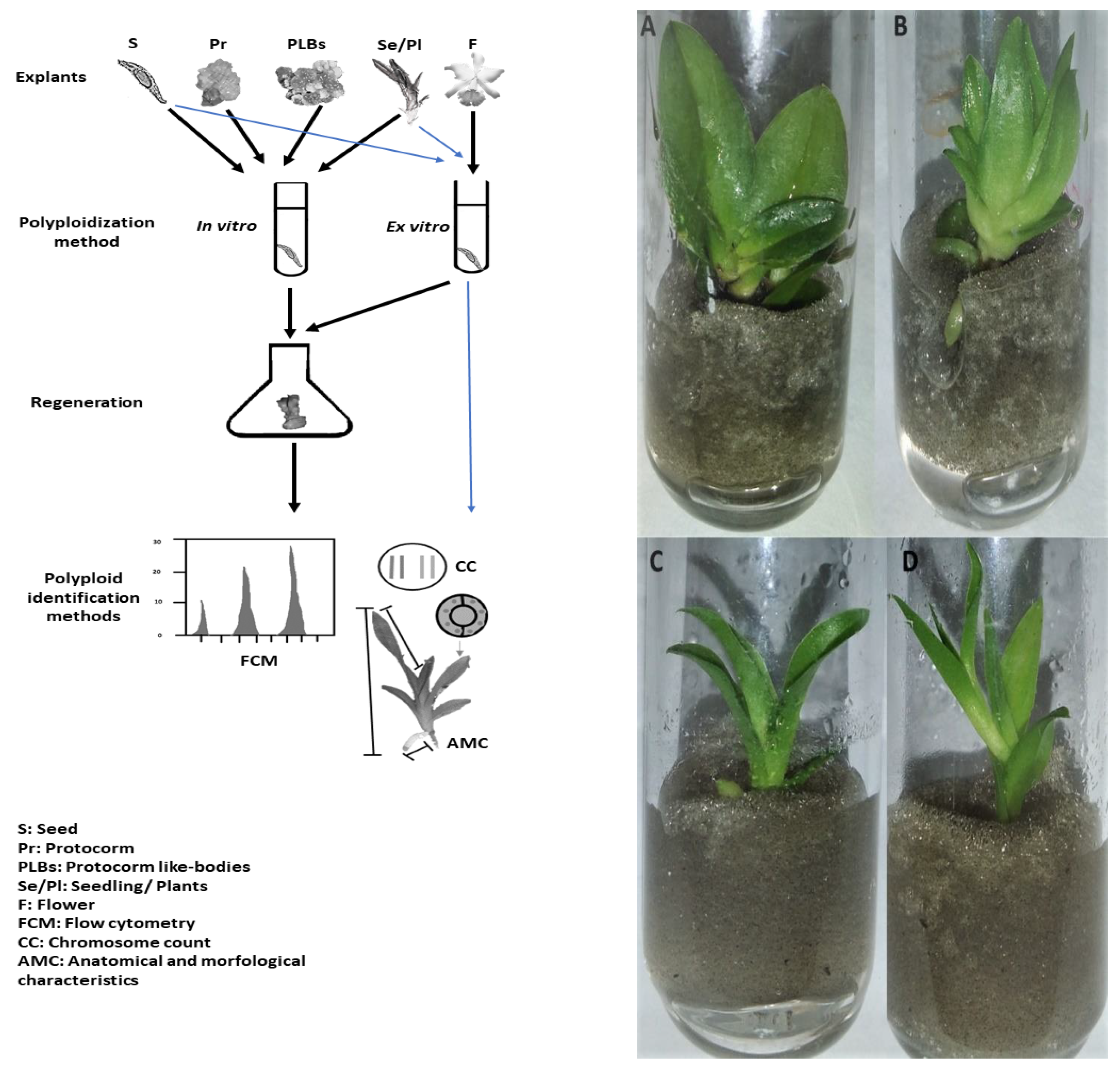Plants 11 00469 g001