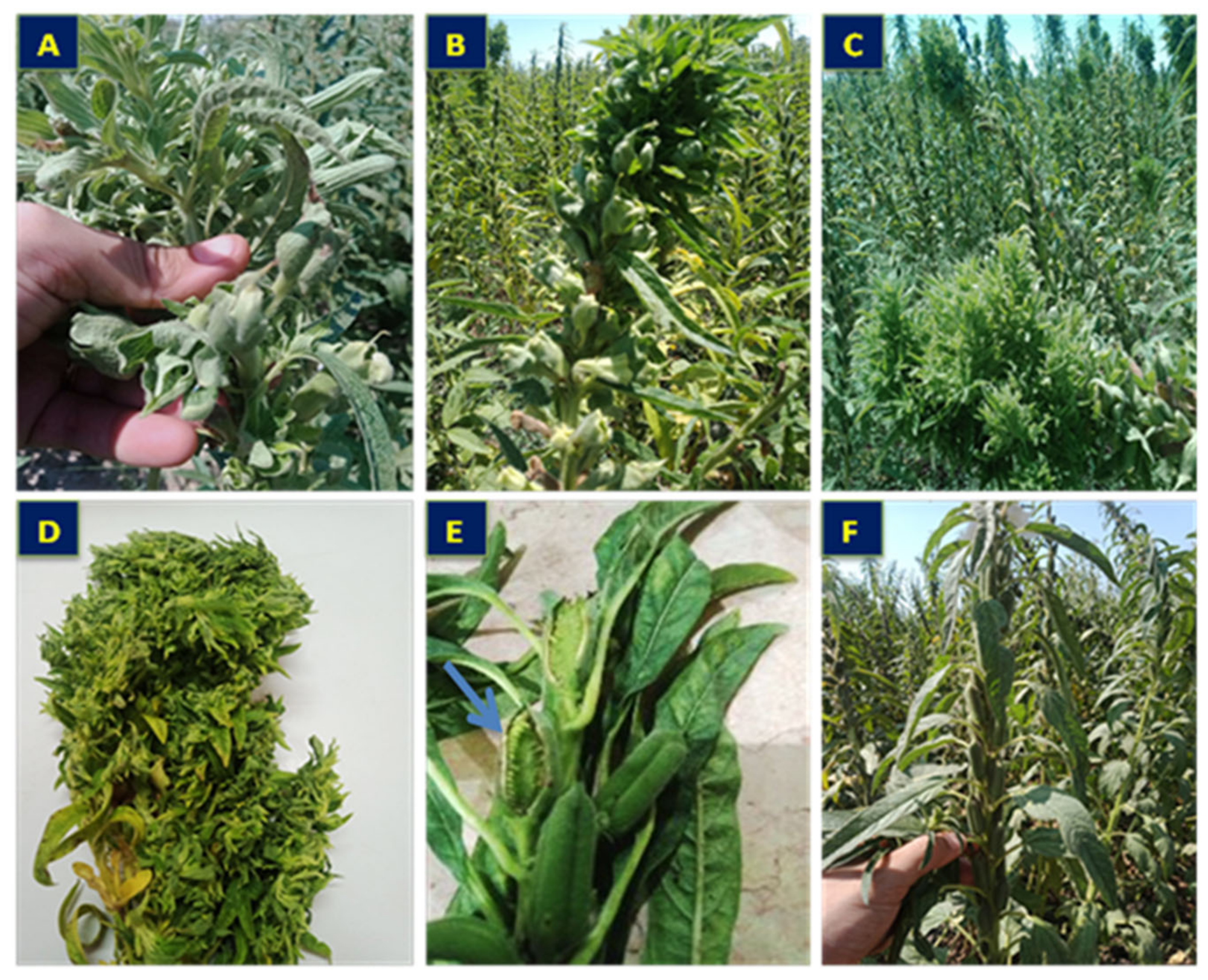 Plants 11 00477 g001