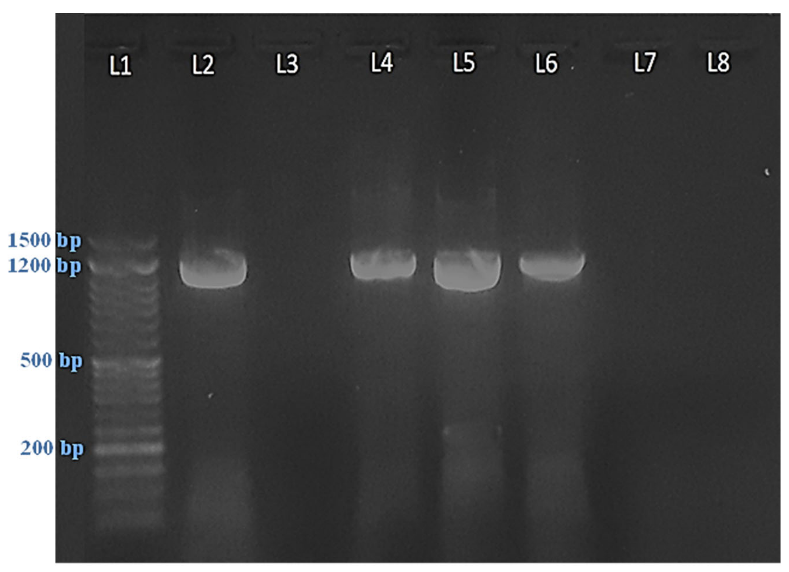 Plants 11 00477 g002