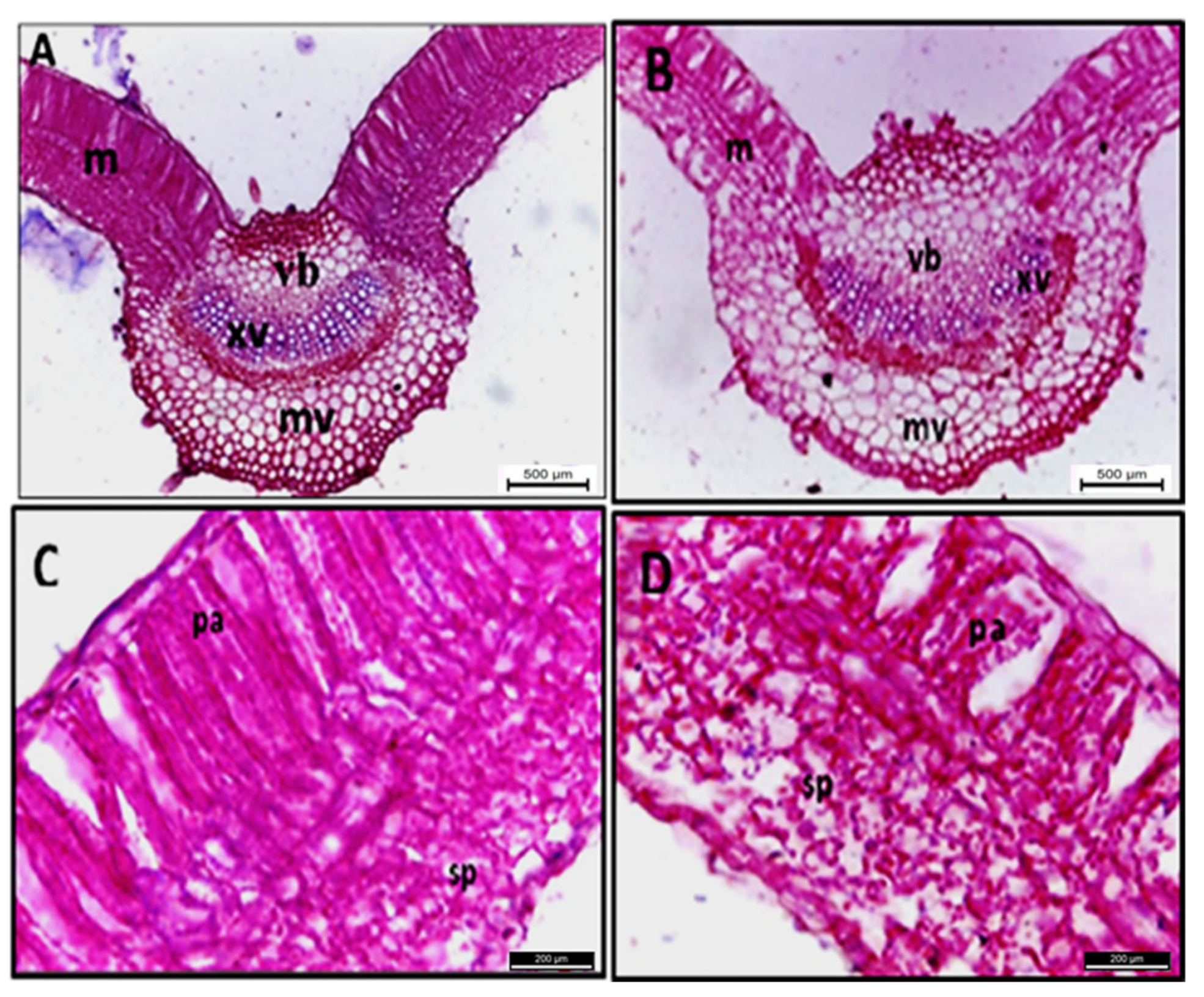 Plants 11 00477 g004