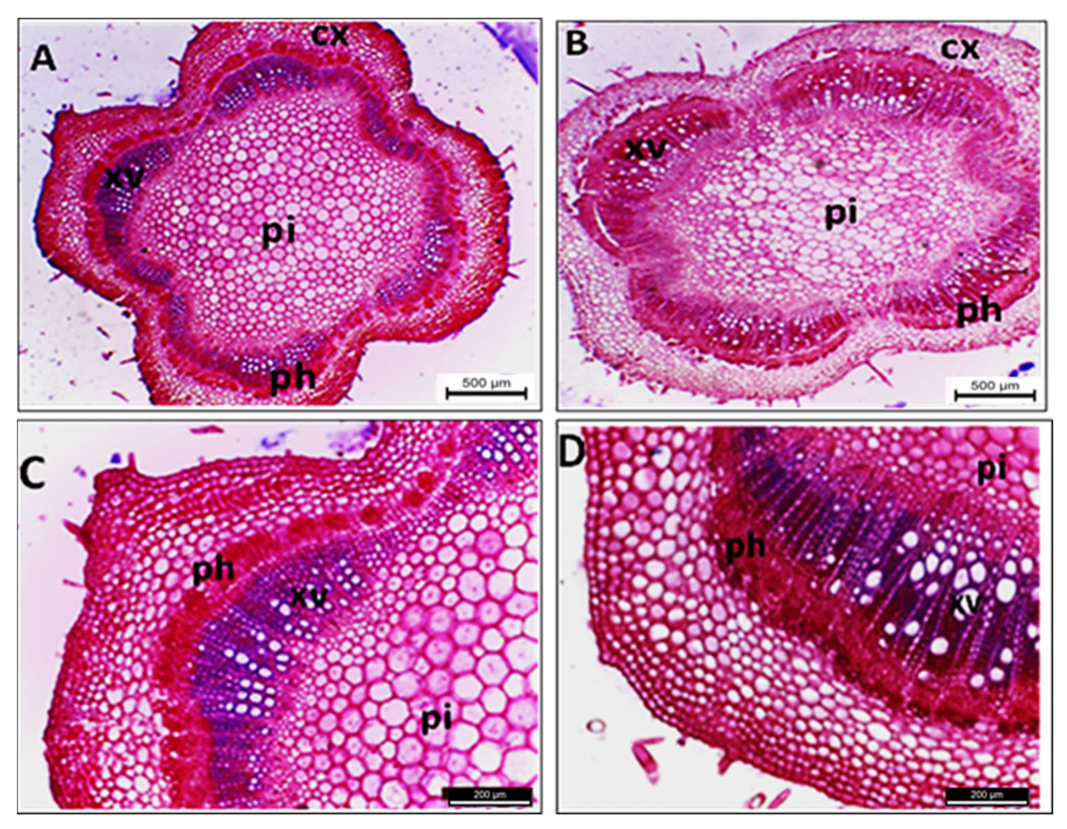 Plants 11 00477 g005