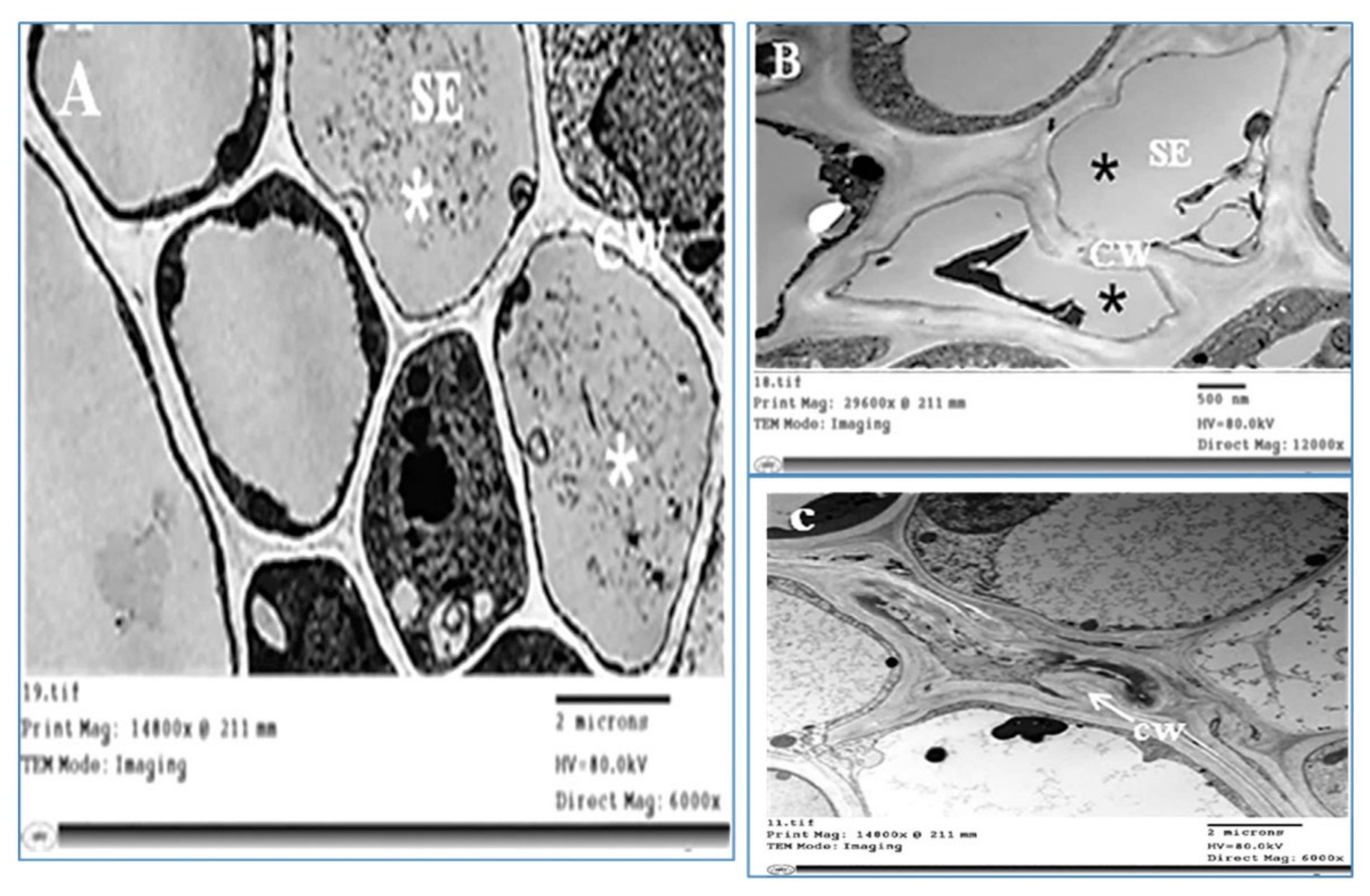 Plants 11 00477 g007
