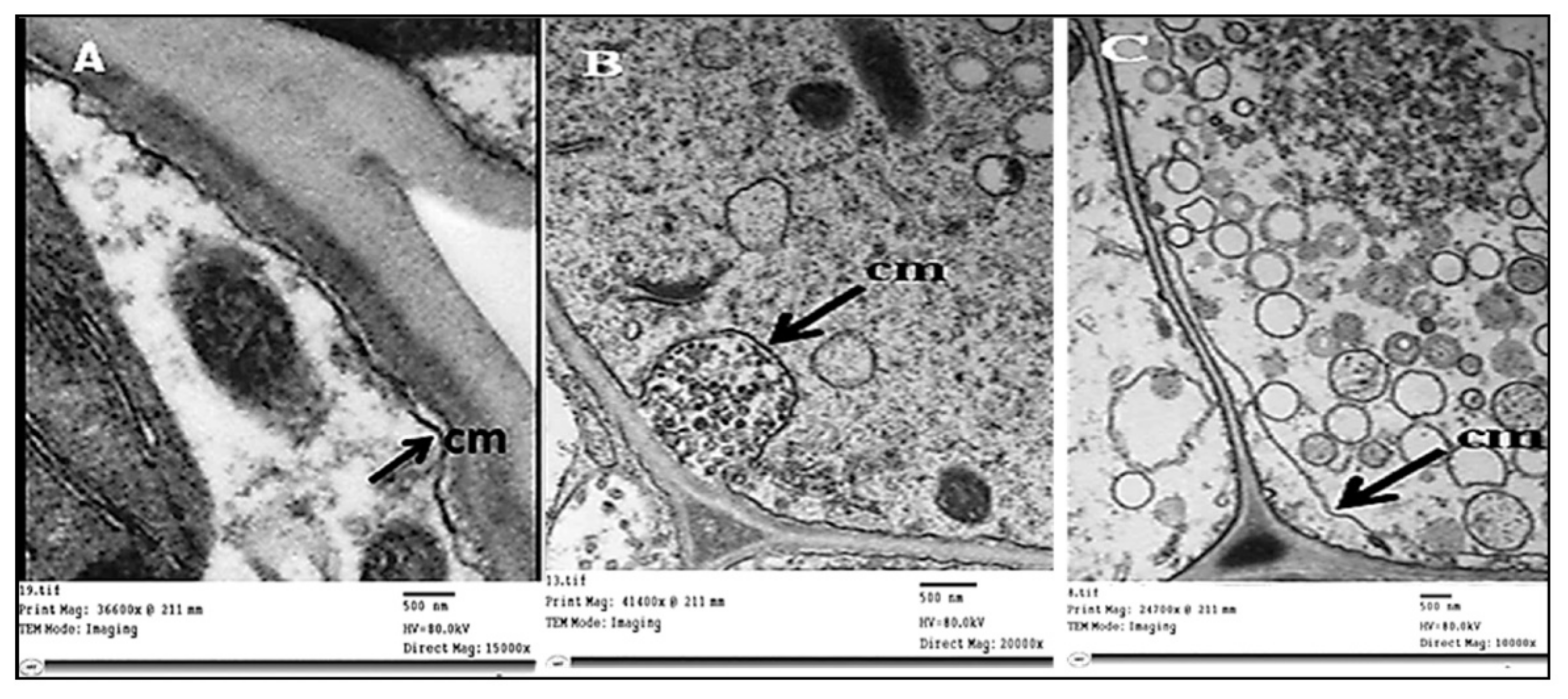 Plants 11 00477 g008