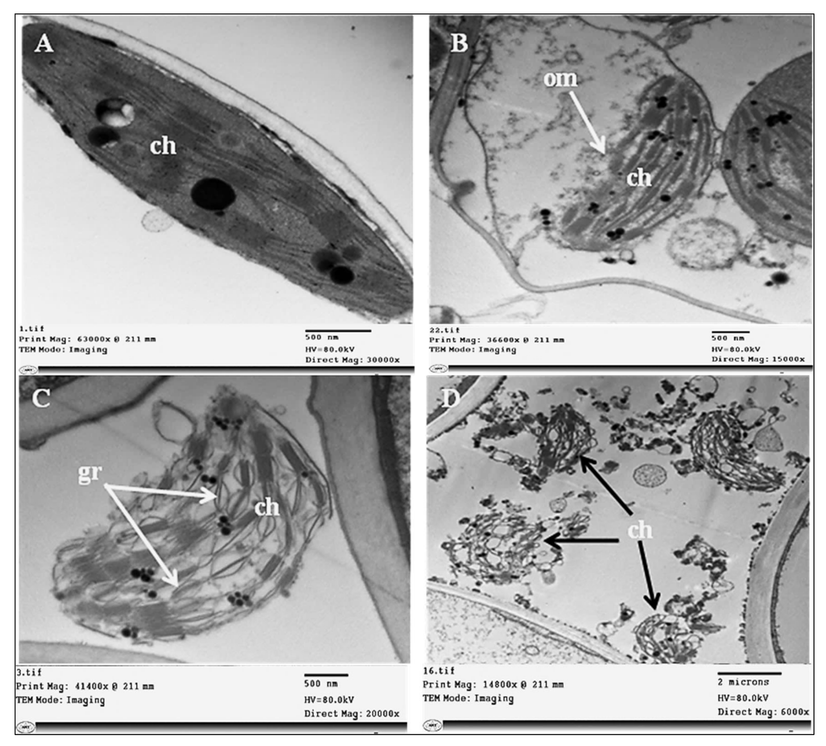 Plants 11 00477 g009