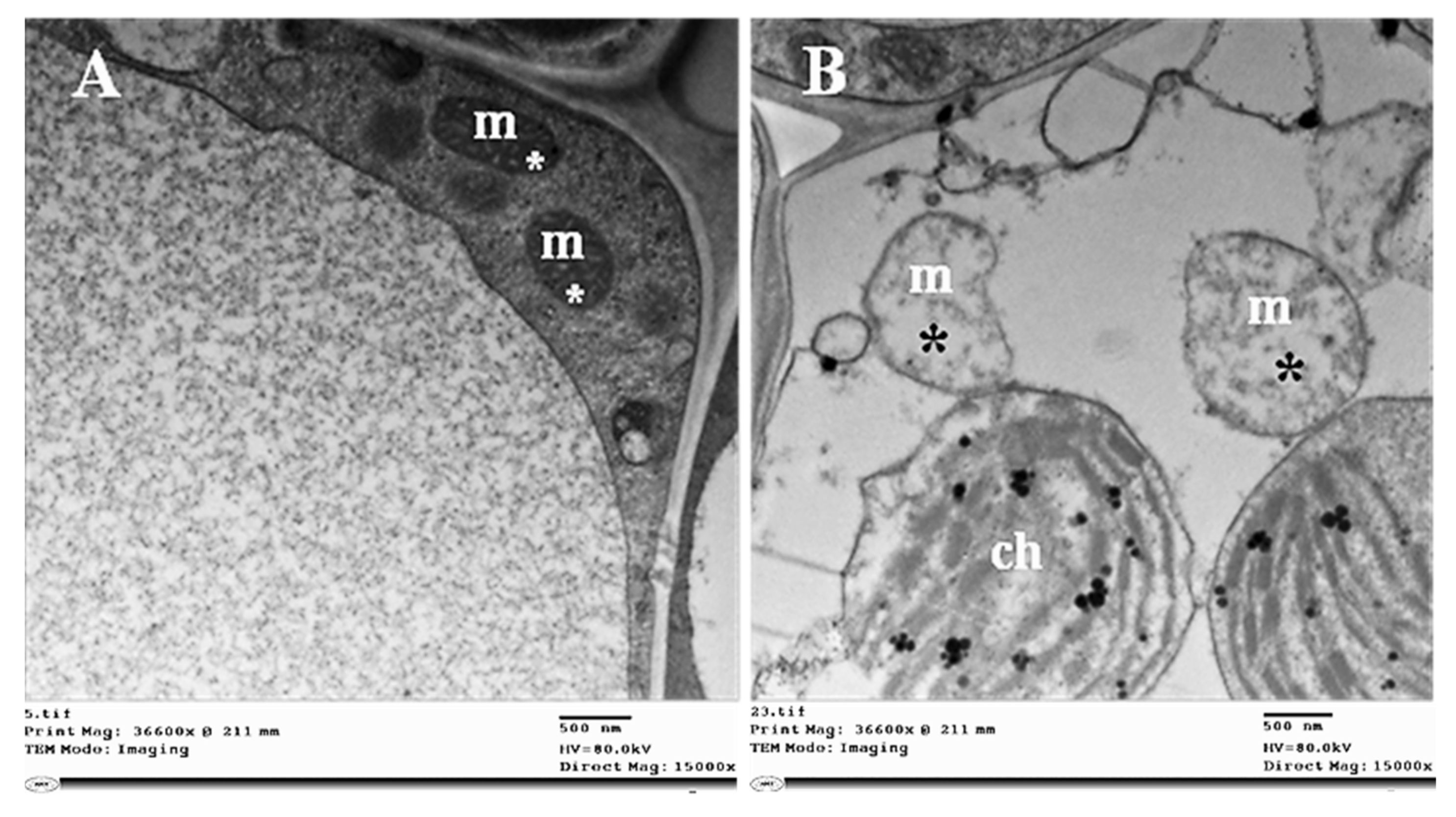 Plants 11 00477 g010
