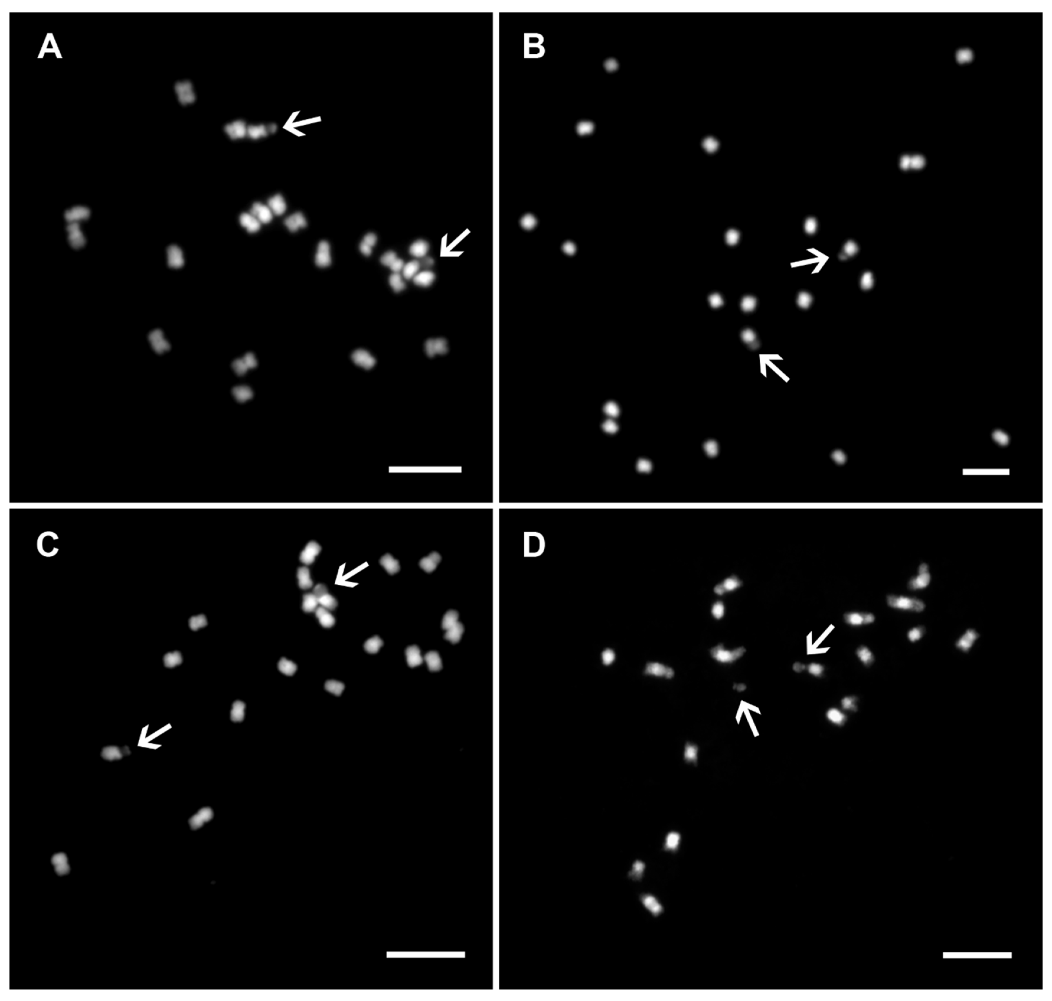 Plants 11 00482 g004