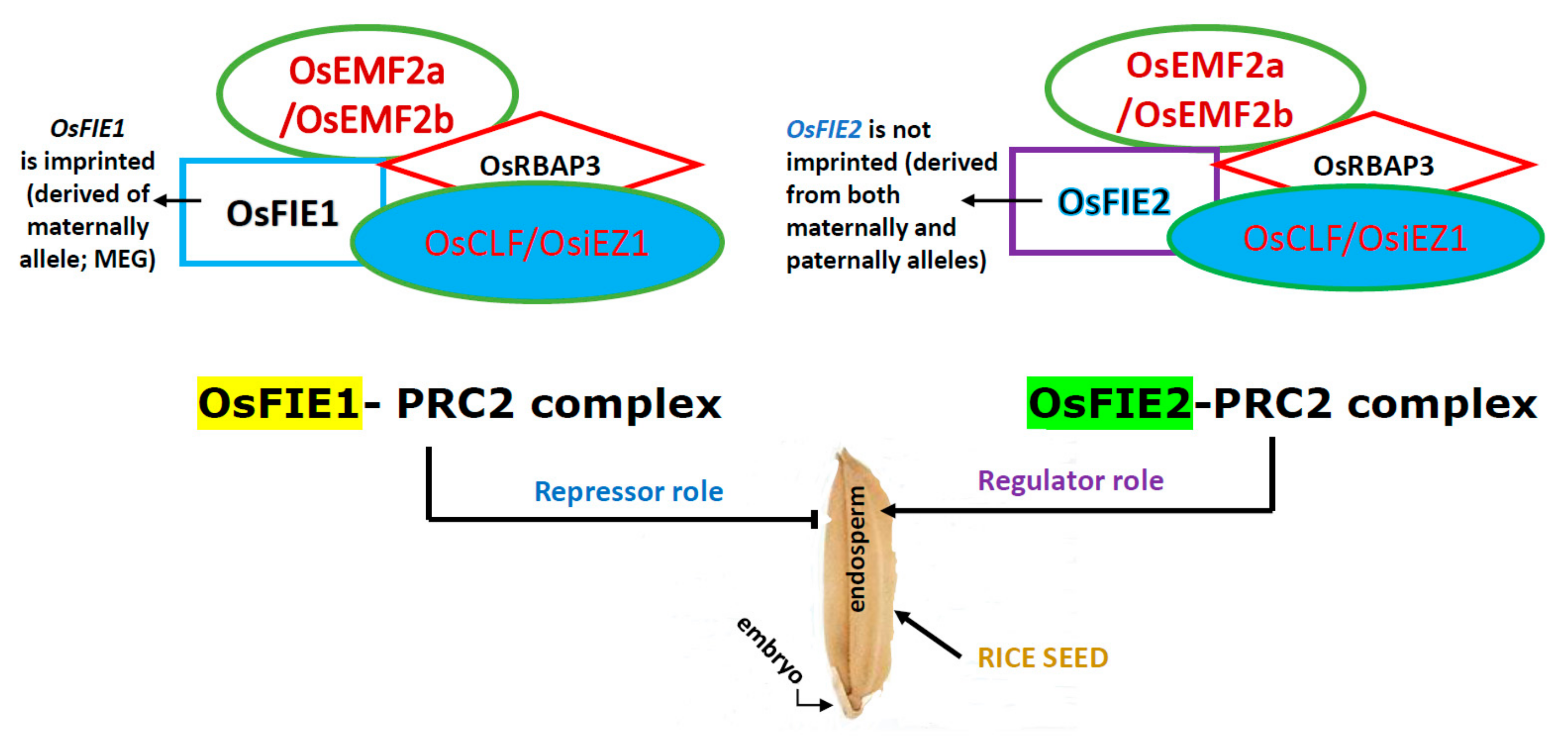 Plants 11 00490 g001