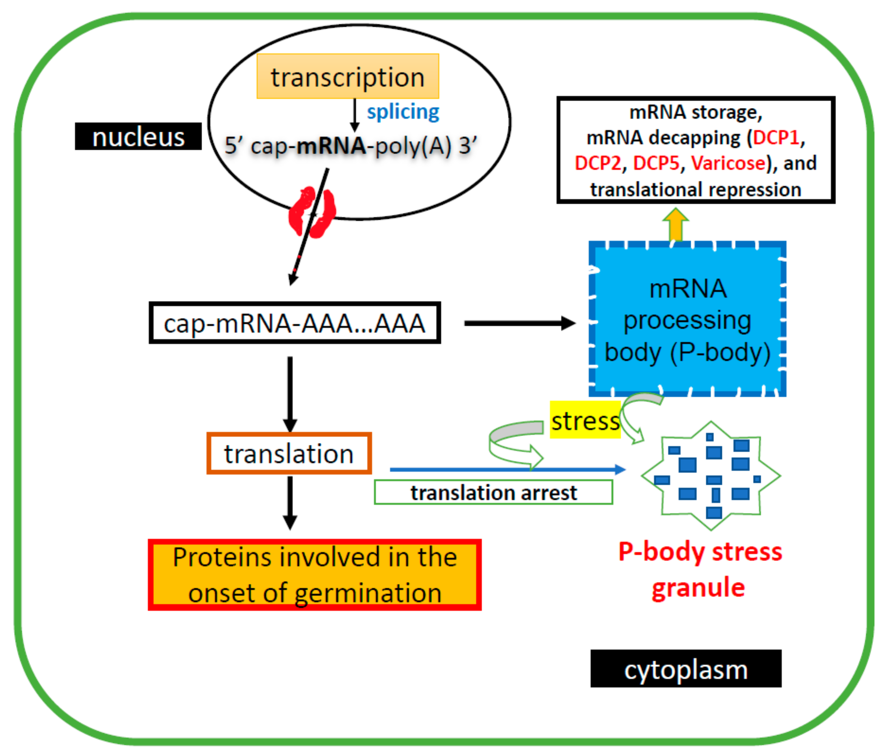 Plants 11 00490 g002
