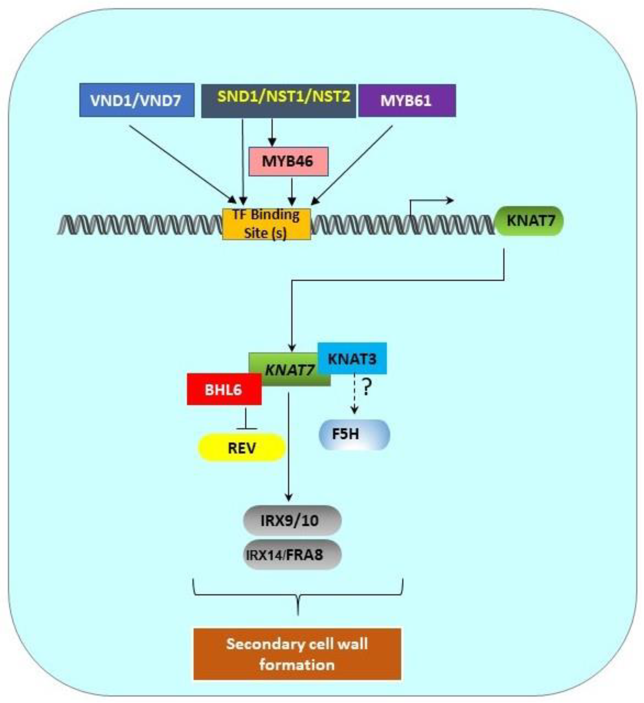 Plants 11 00493 g002