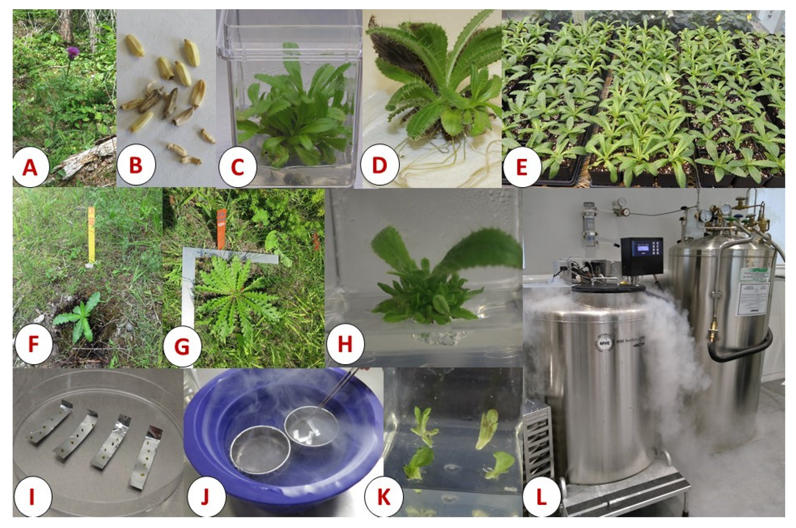 Plants 11 00503 g001