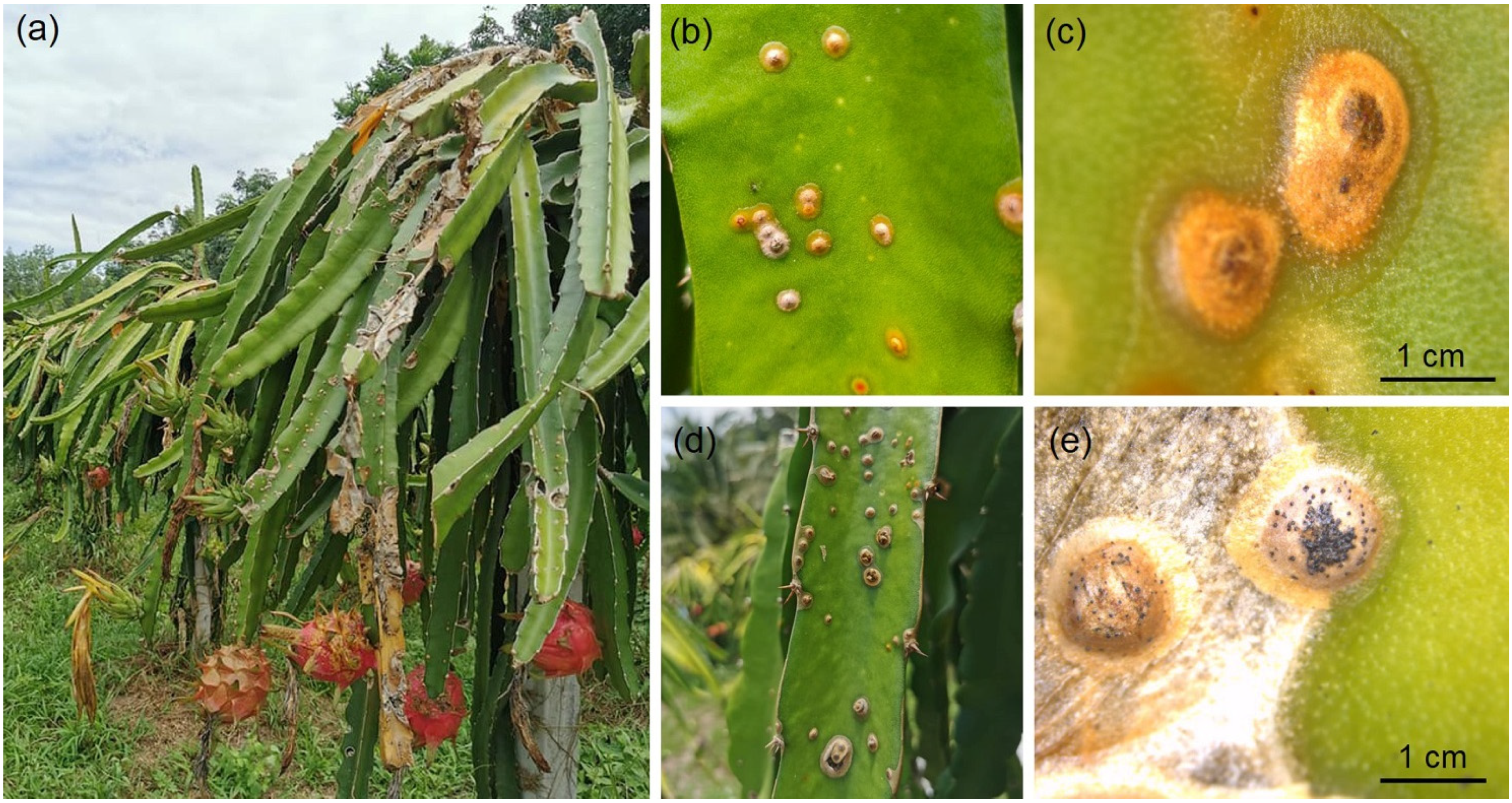 Plants 11 00504 g001