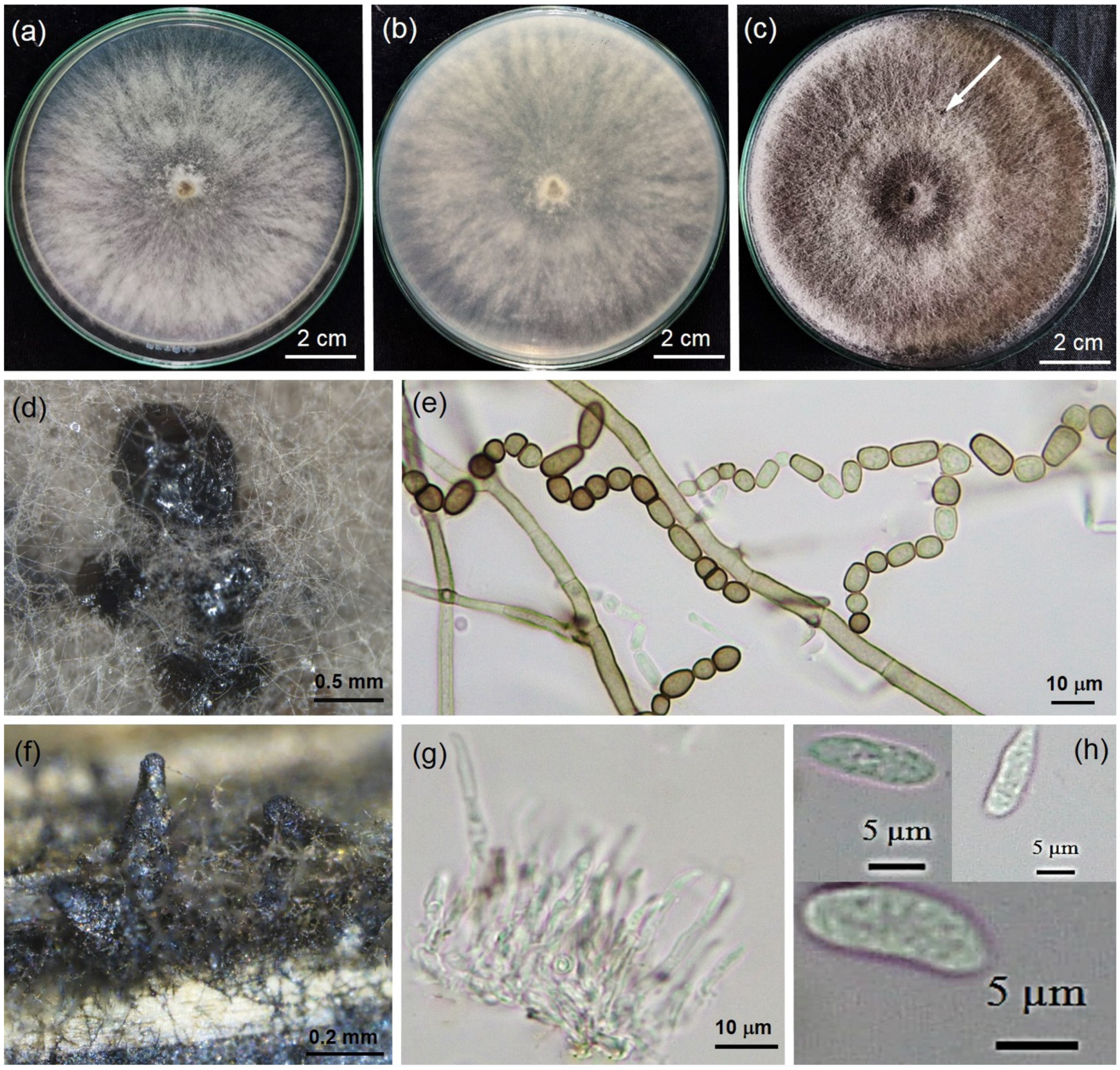 Plants 11 00504 g002