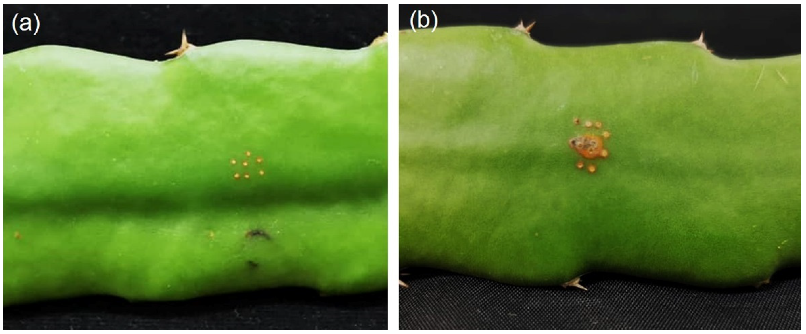 Plants 11 00504 g004