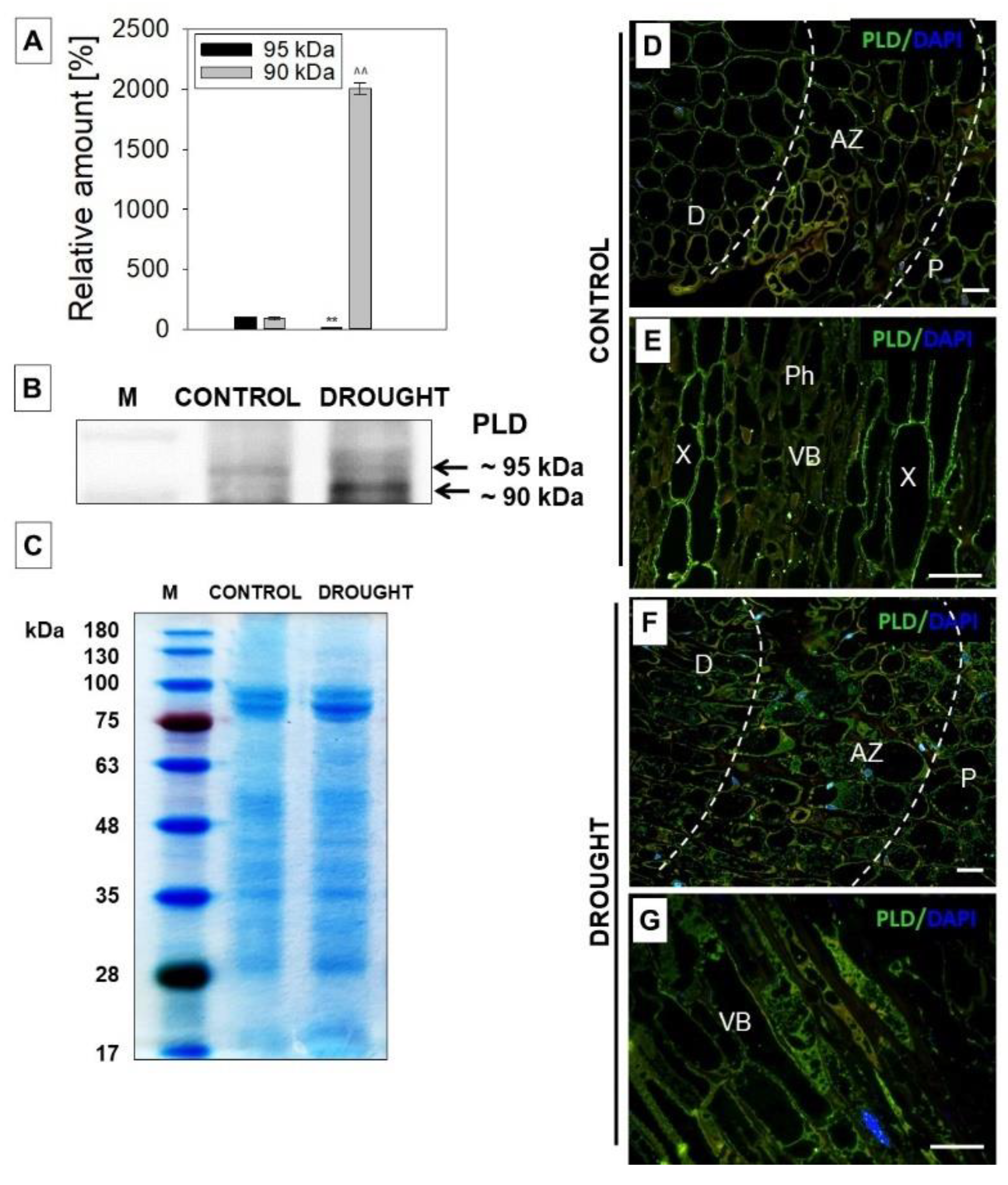 Plants 11 00527 g002