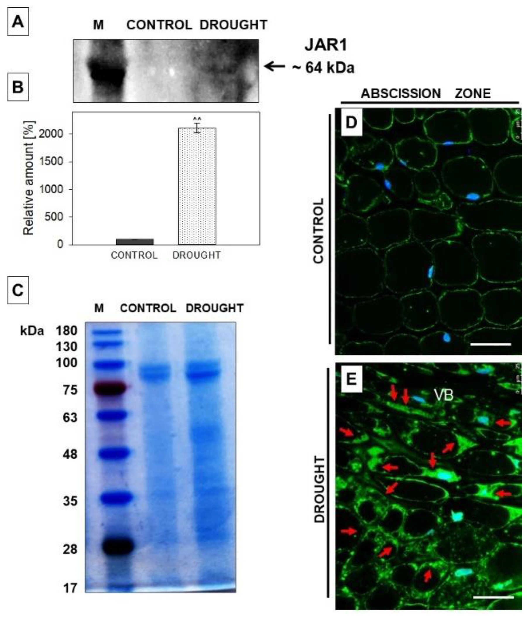 Plants 11 00527 g005