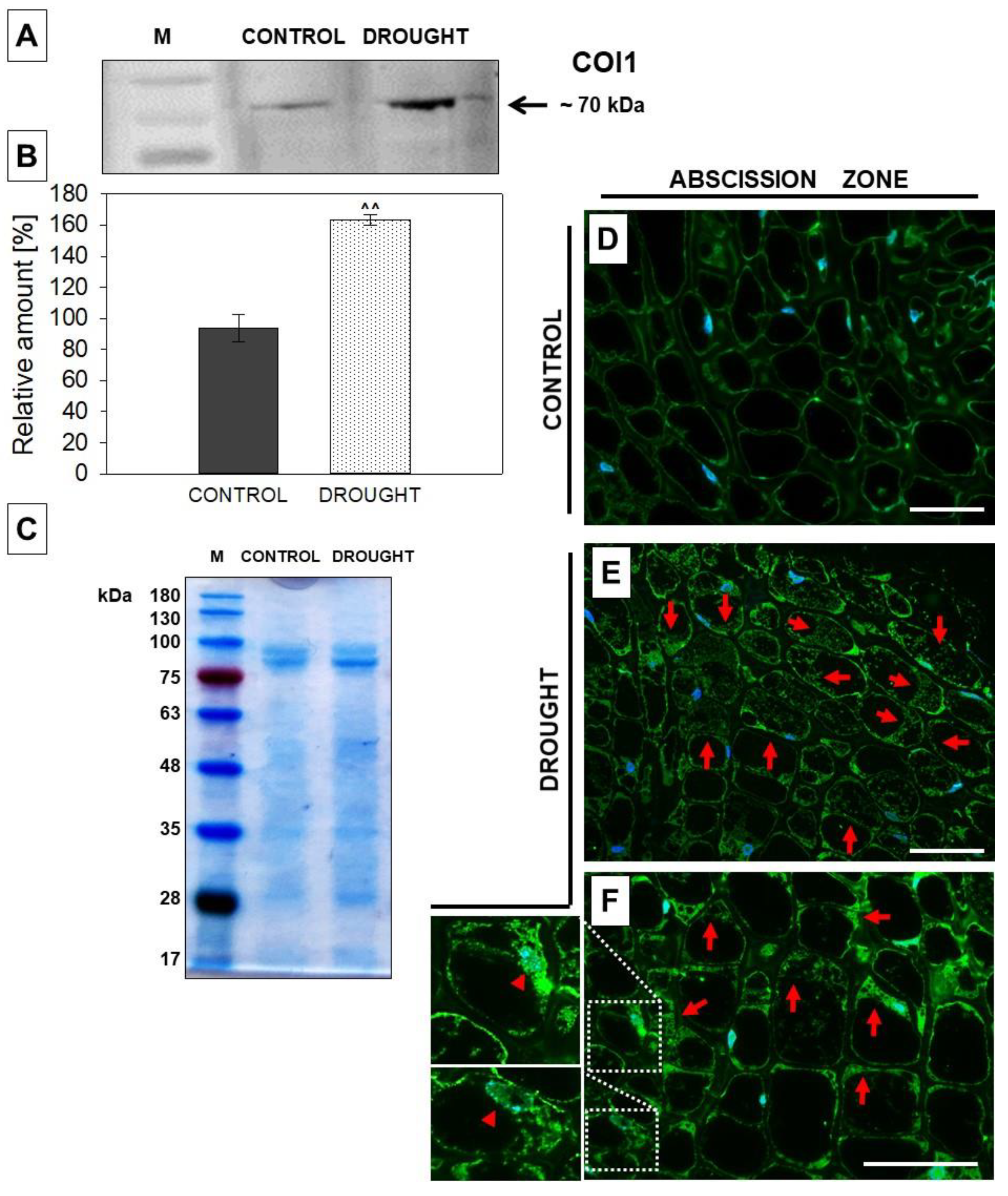 Plants 11 00527 g006