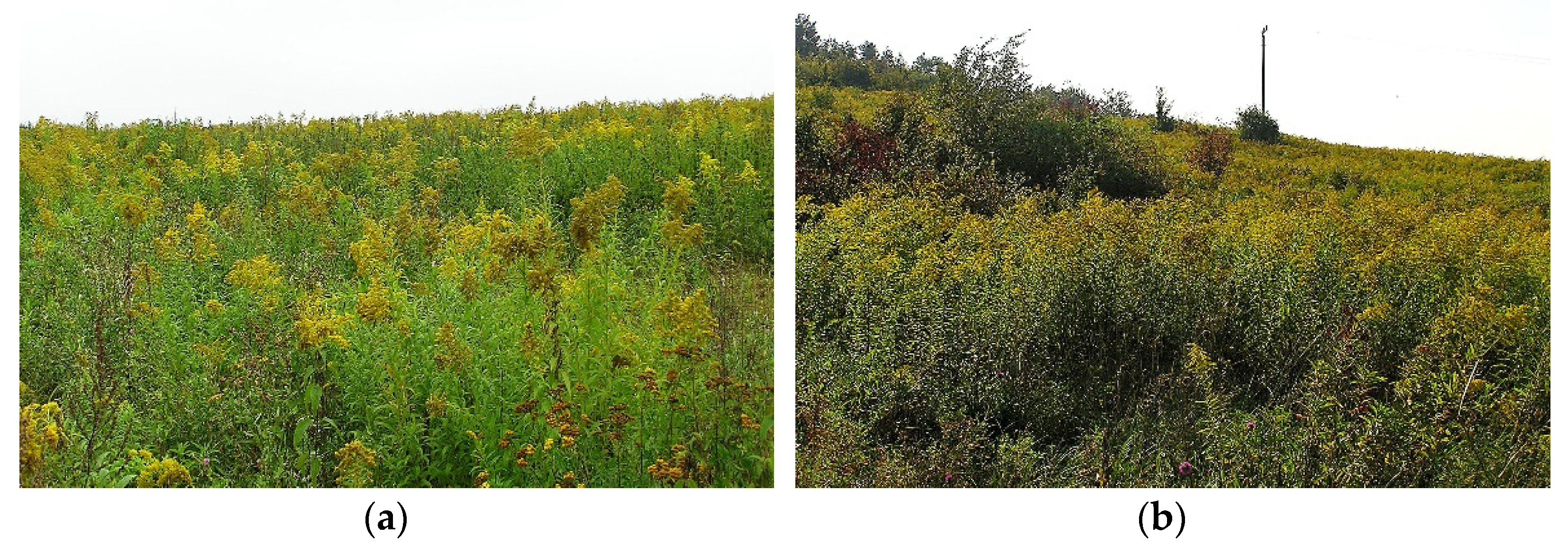 Plants 11 00535 g006