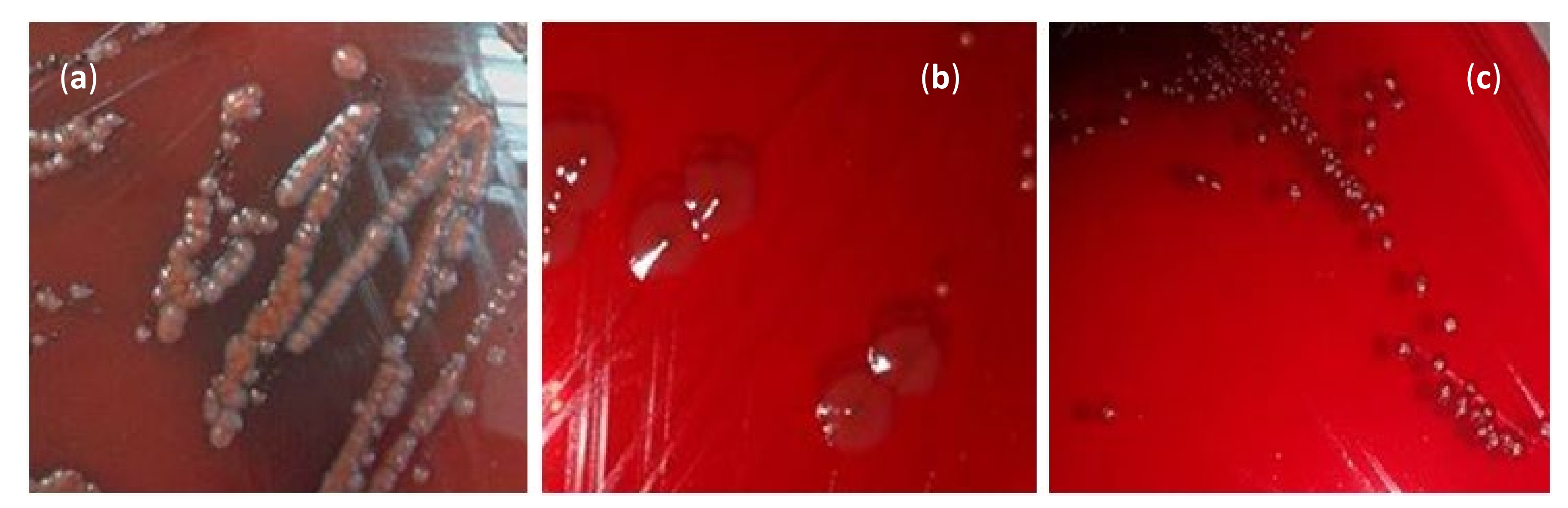 Plants 11 00540 g002