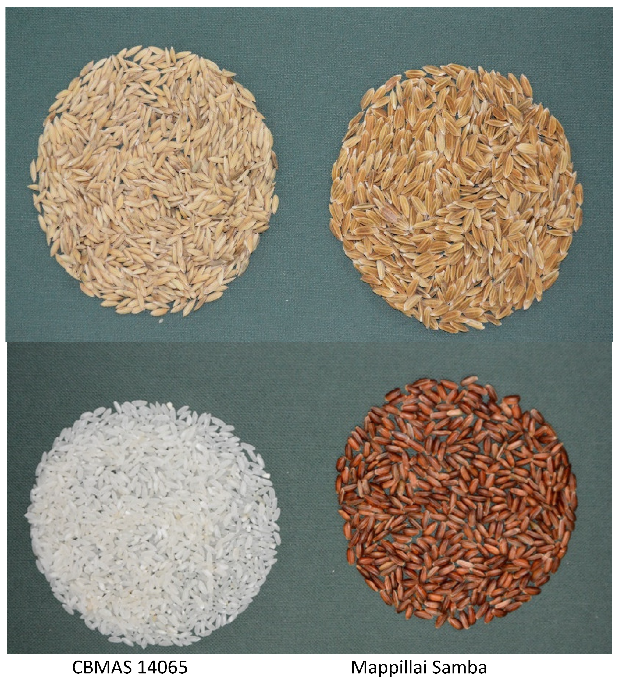 Plants 11 00543 g001