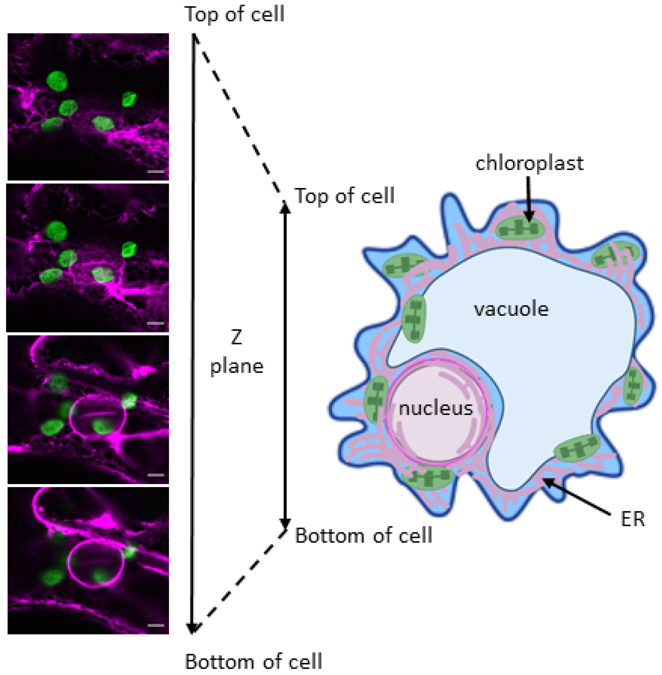Plants 11 00552 g001