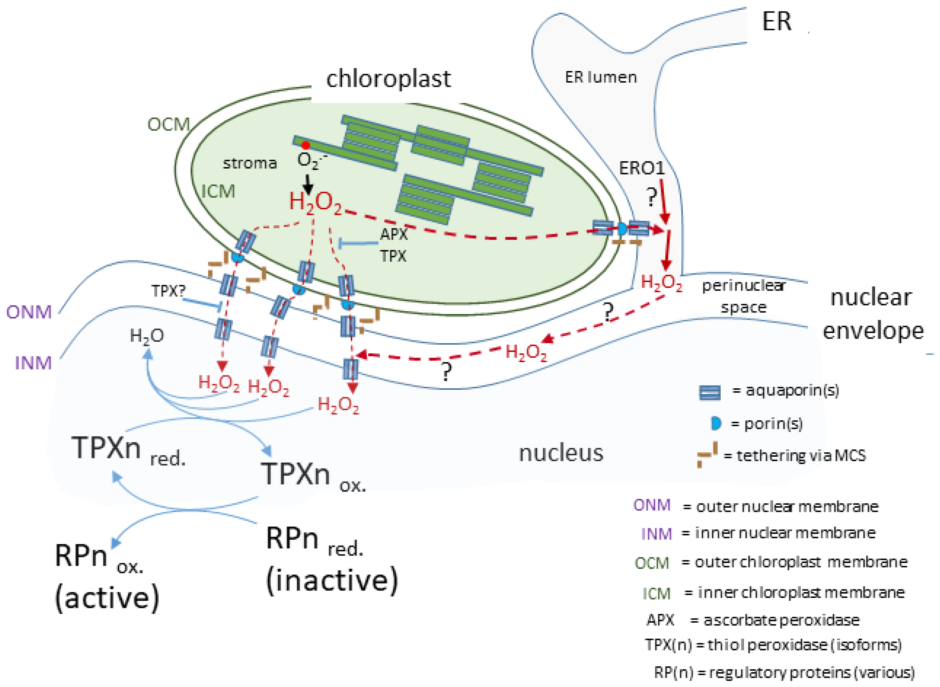 Plants 11 00552 g002