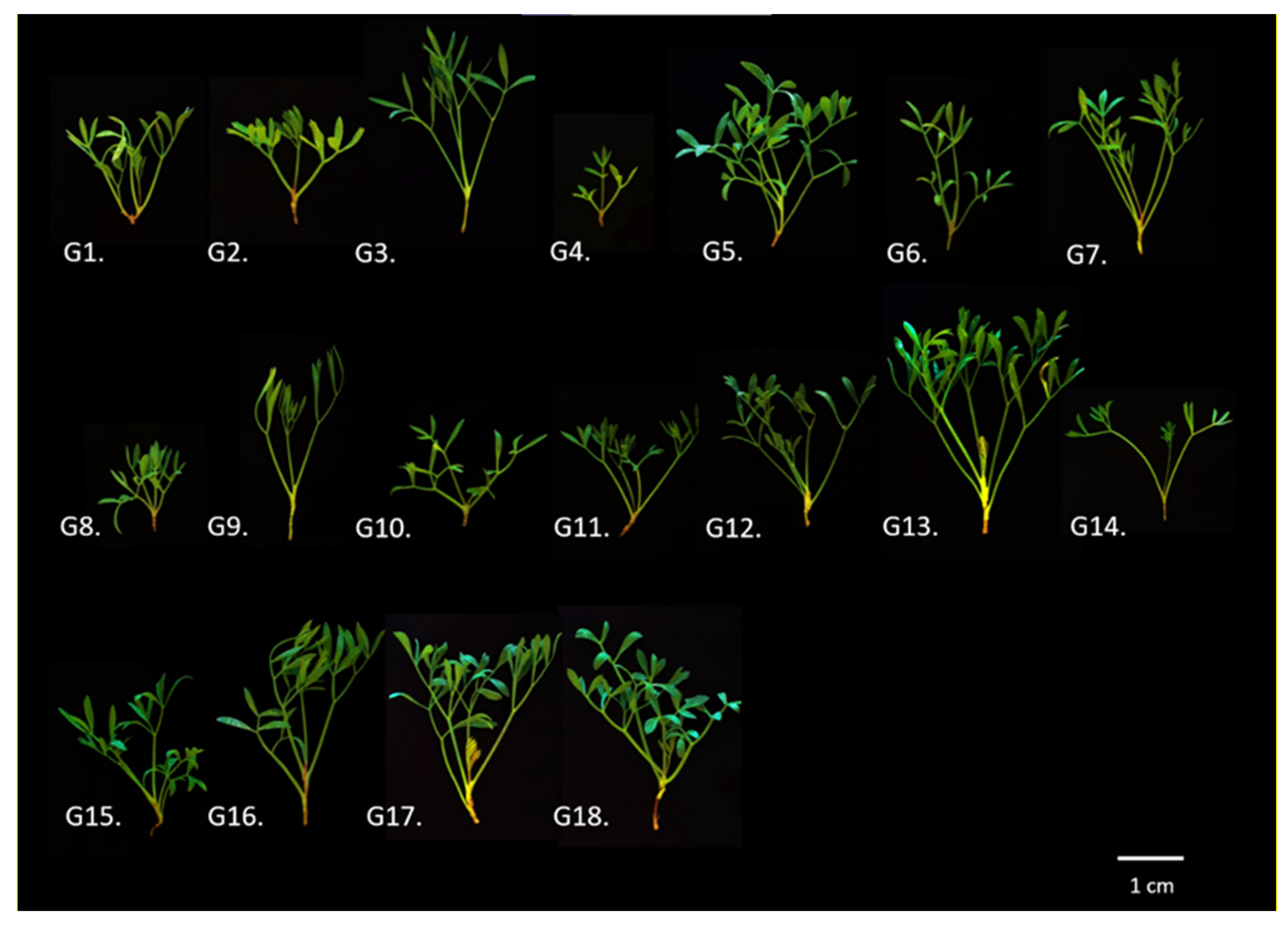 Plants 11 00573 g006 Plants 11 00573 g006