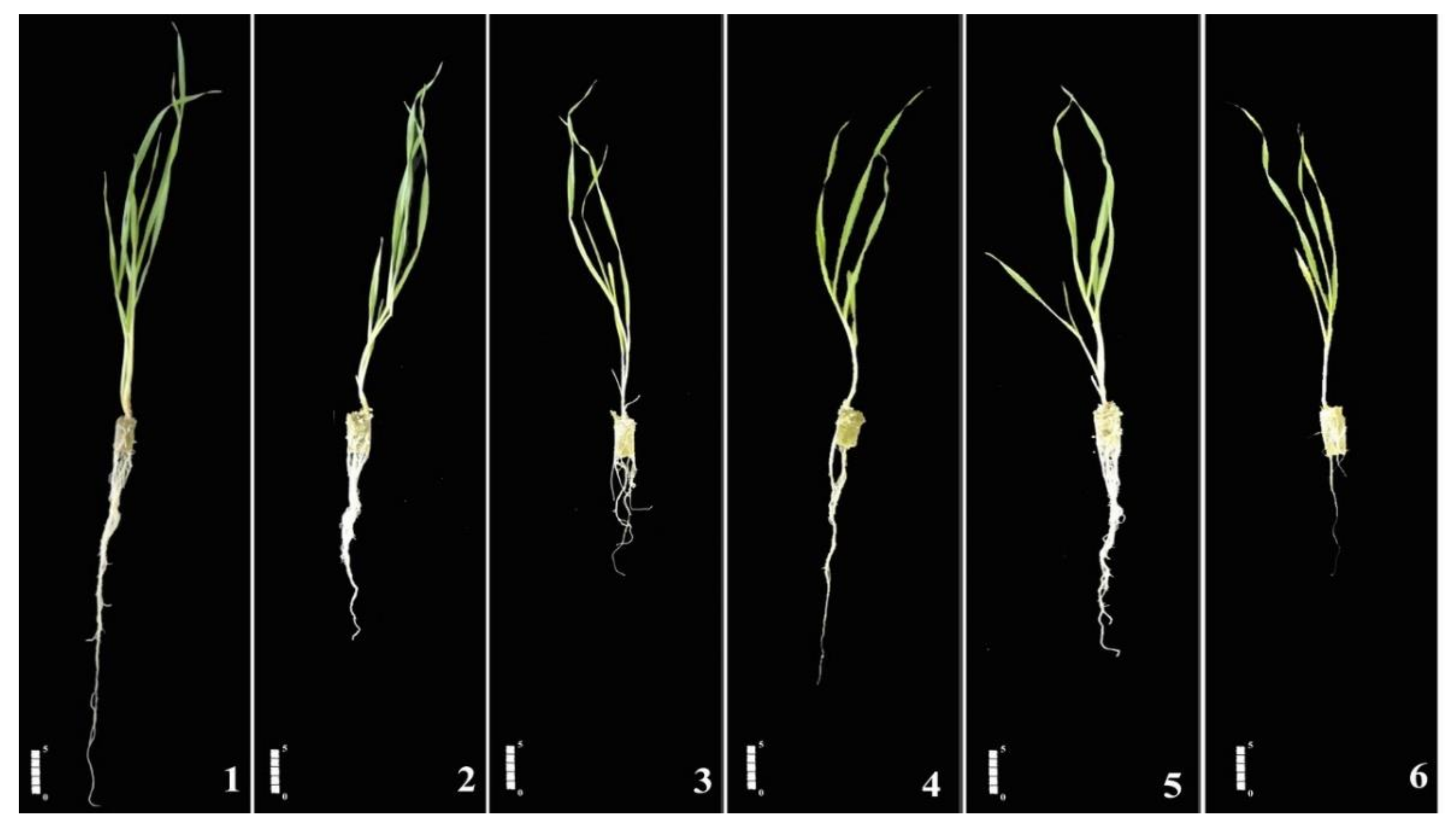 Plants 11 00618 g001