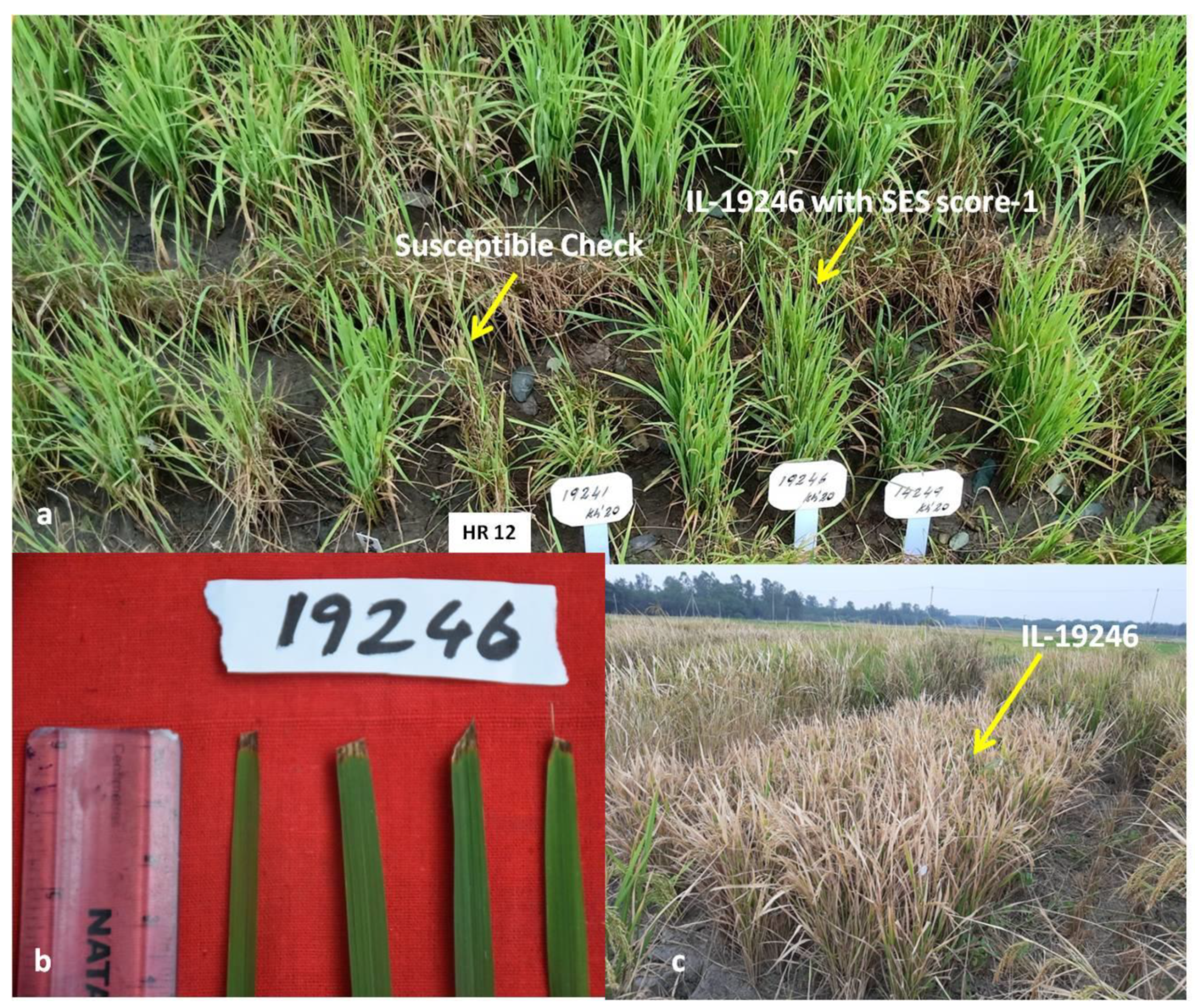 Plants 11 00622 g003