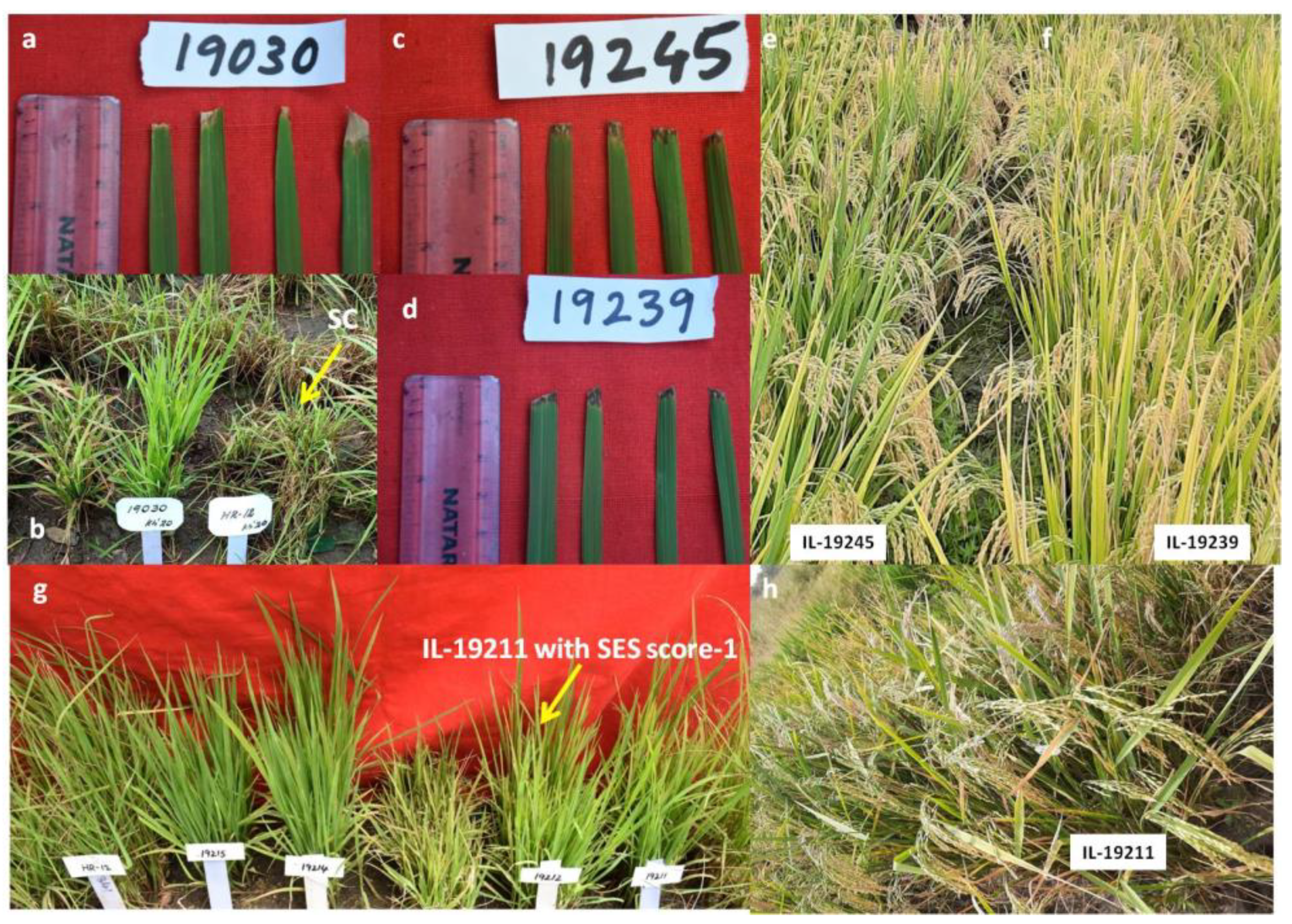 Plants 11 00622 g004