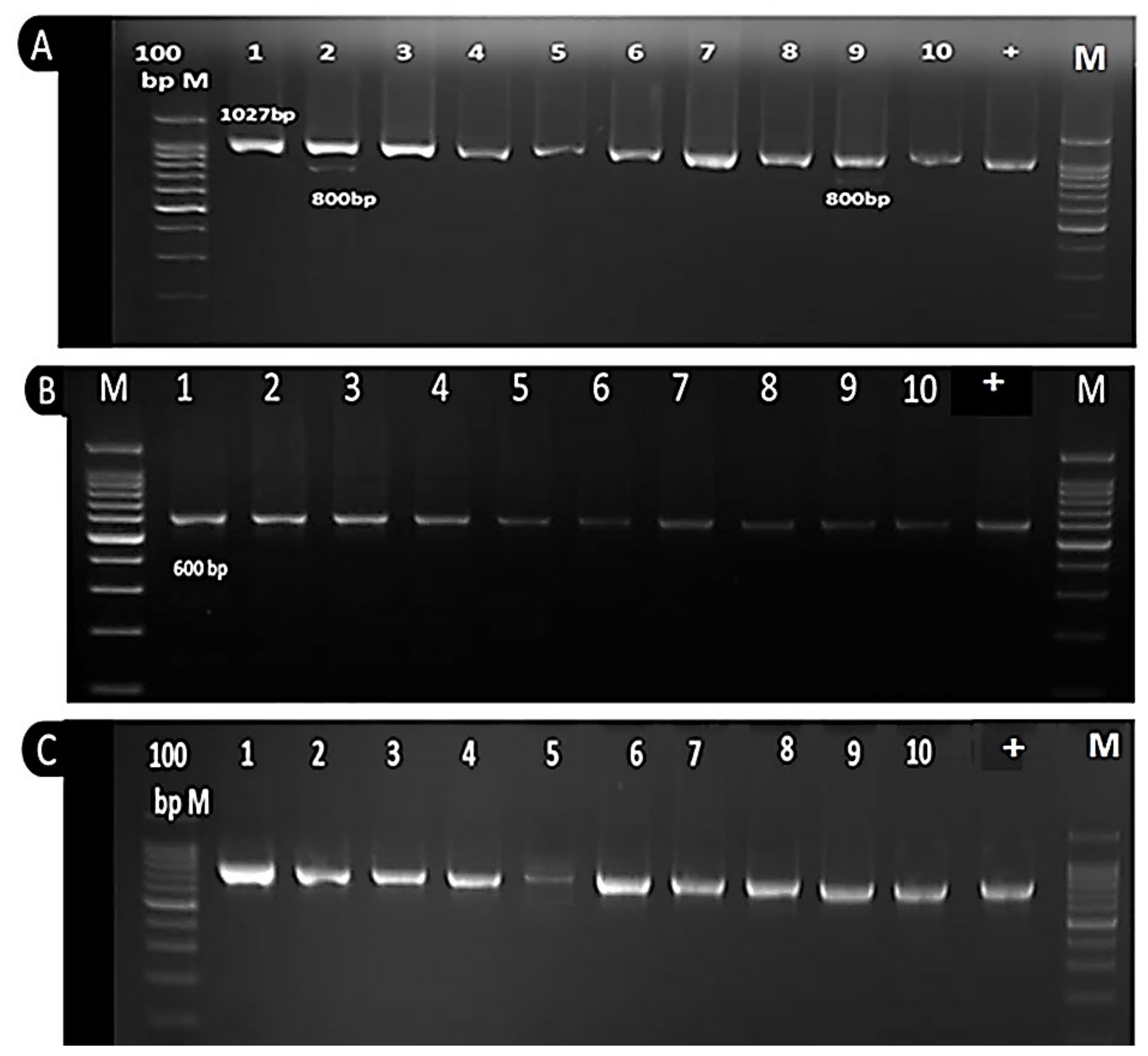 Plants 11 00628 g006