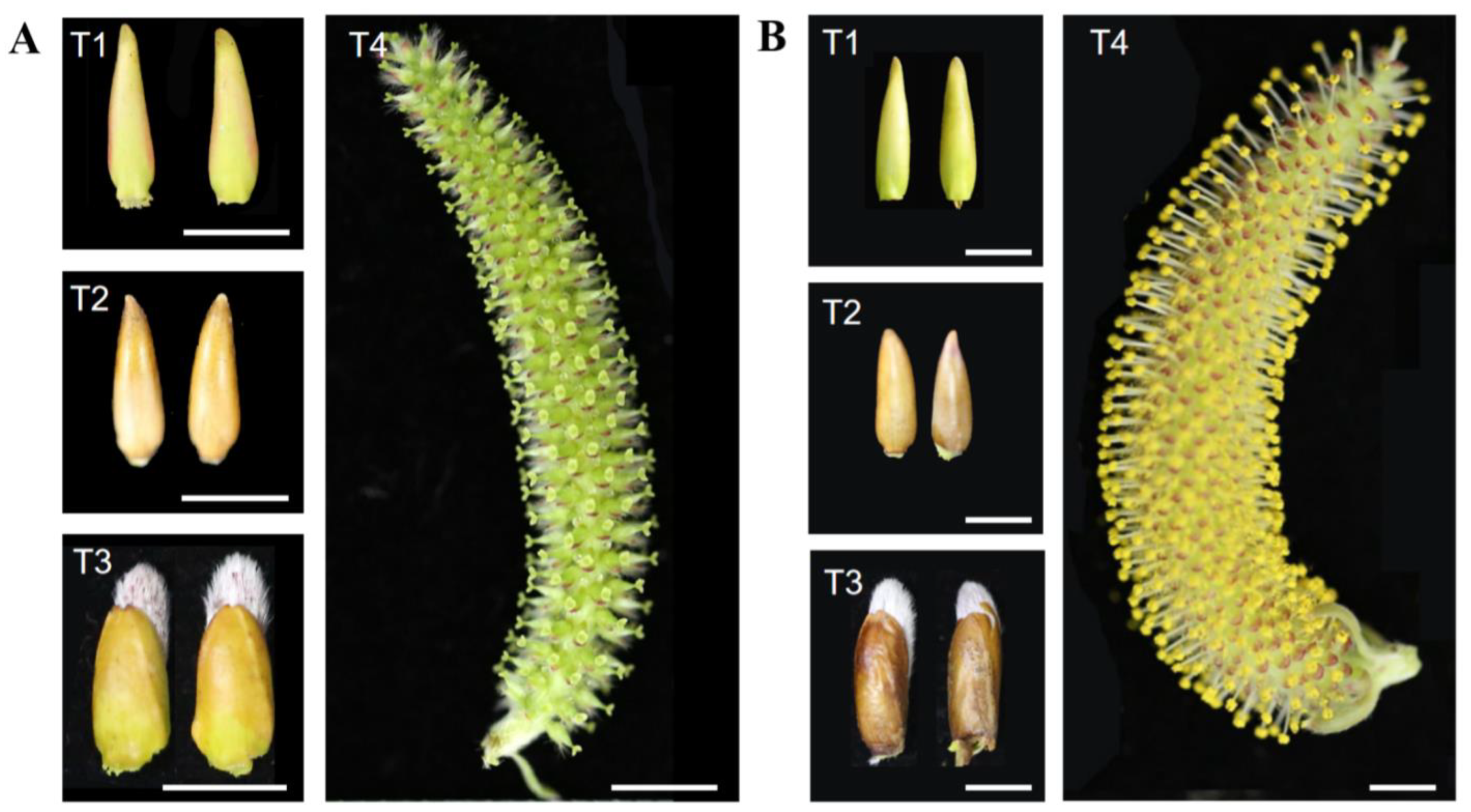 Plants 11 00647 g001