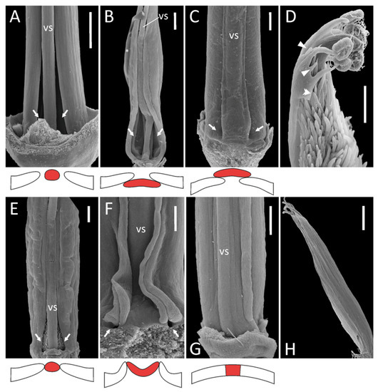 Plants 11 00649 g001 550