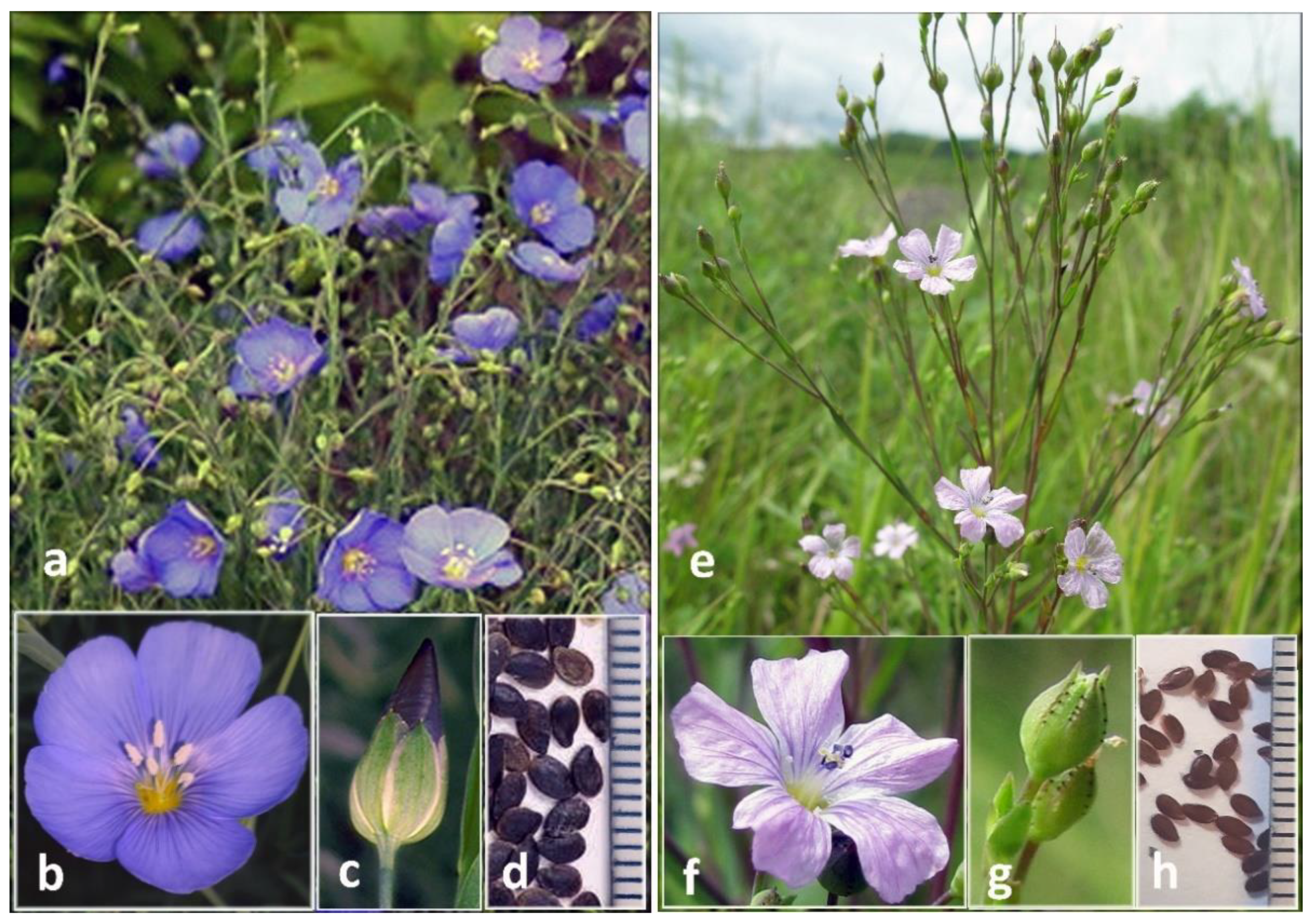 Plants 11 00652 g001