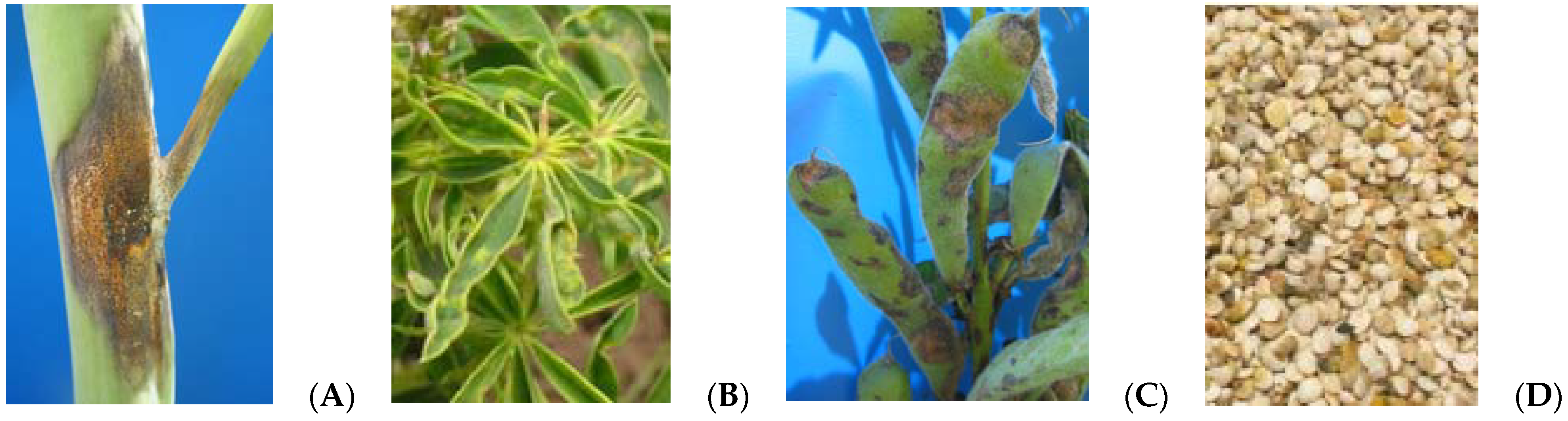 Plants 11 00654 g001 Plants 11 00654 g001