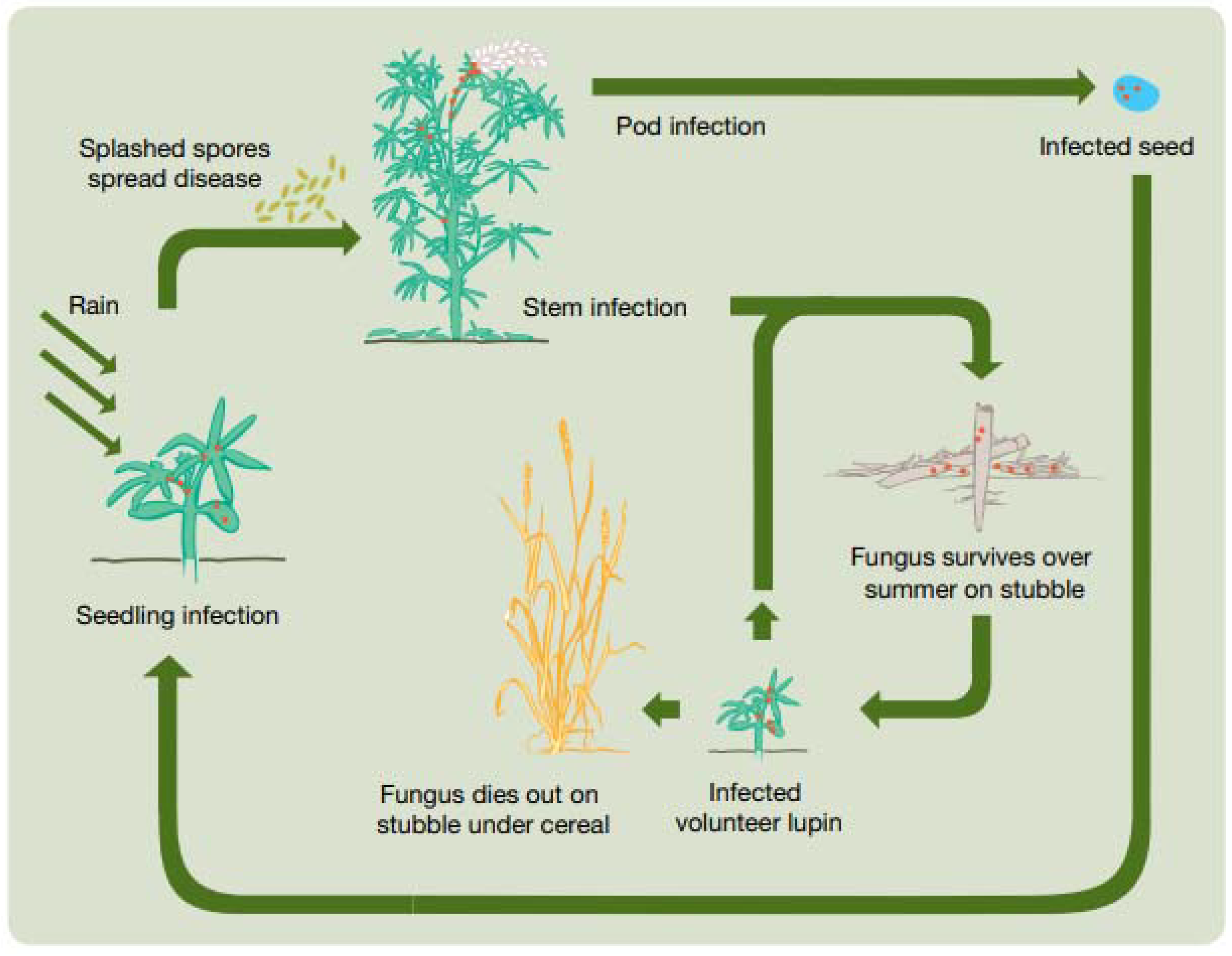 Plants 11 00654 g002 Plants 11 00654 g002