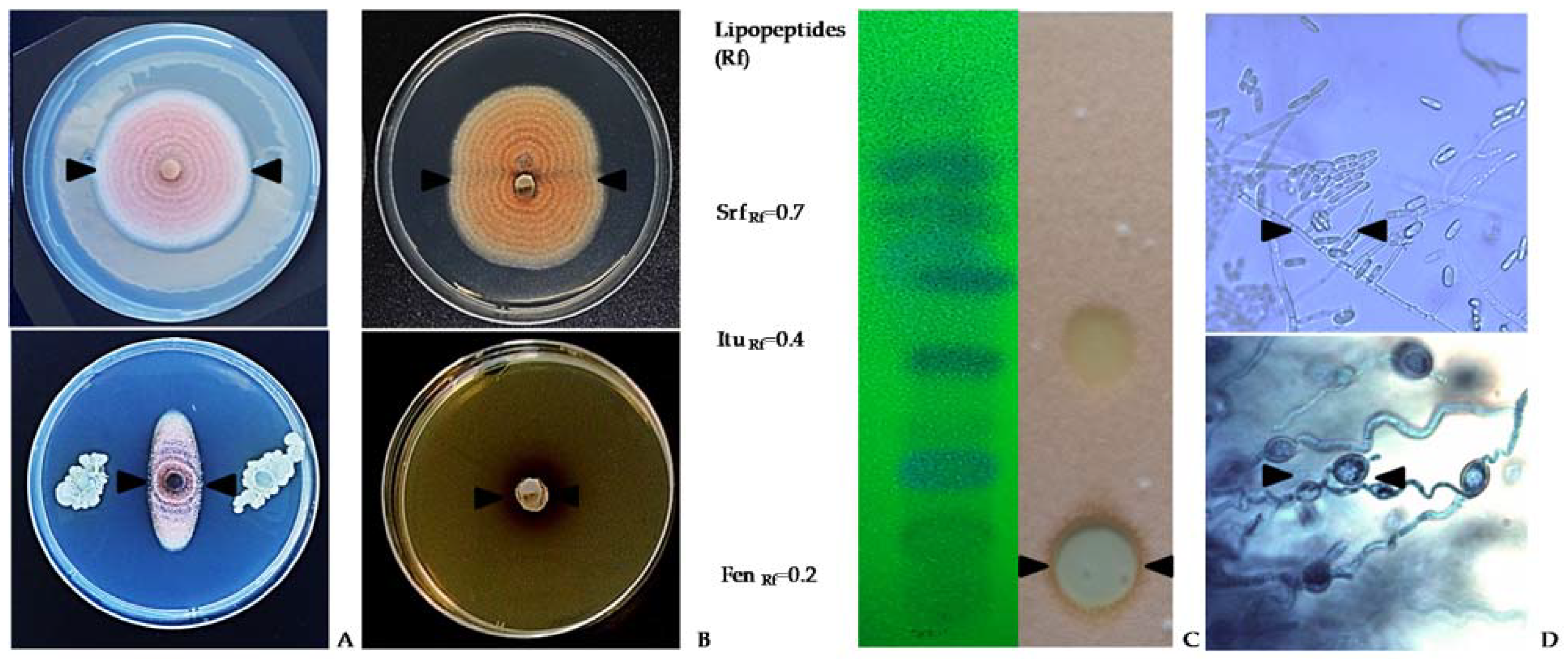 Plants 11 00654 g004 Plants 11 00654 g004